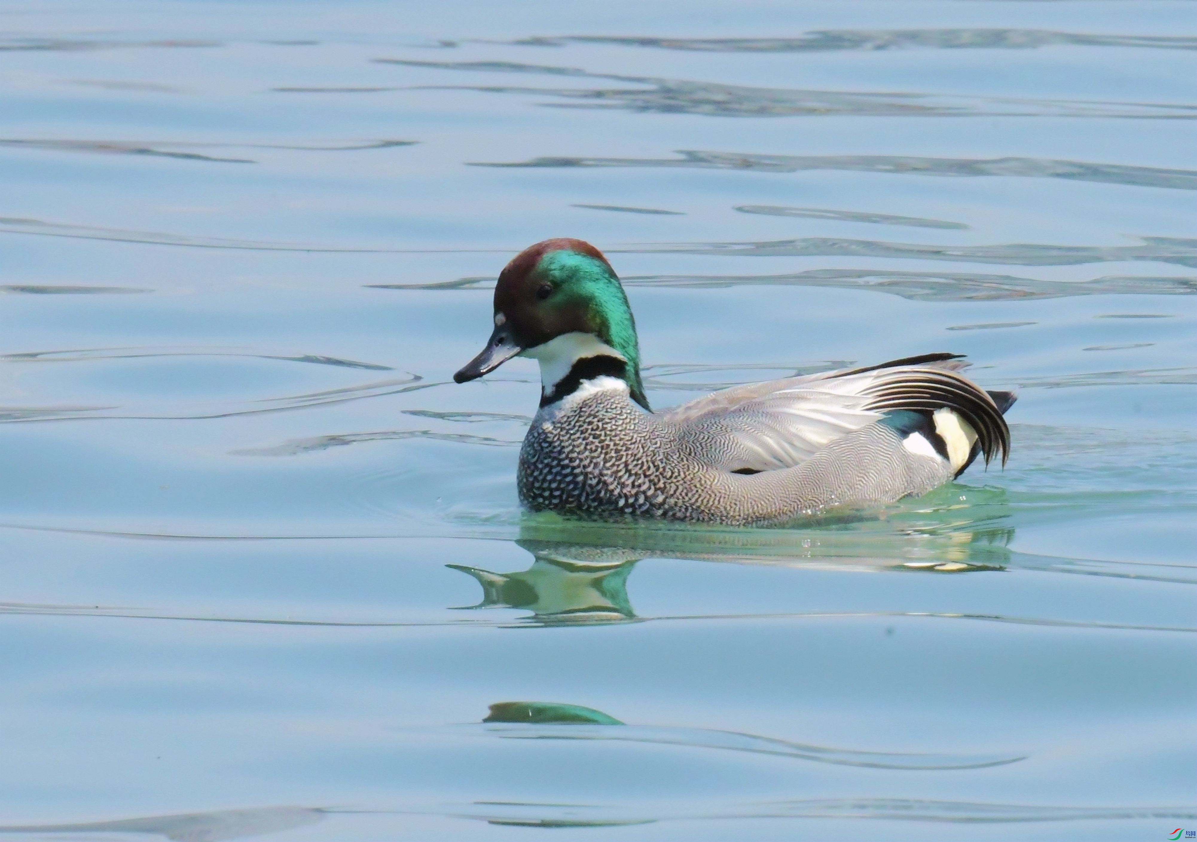 DSC_2946.JPG