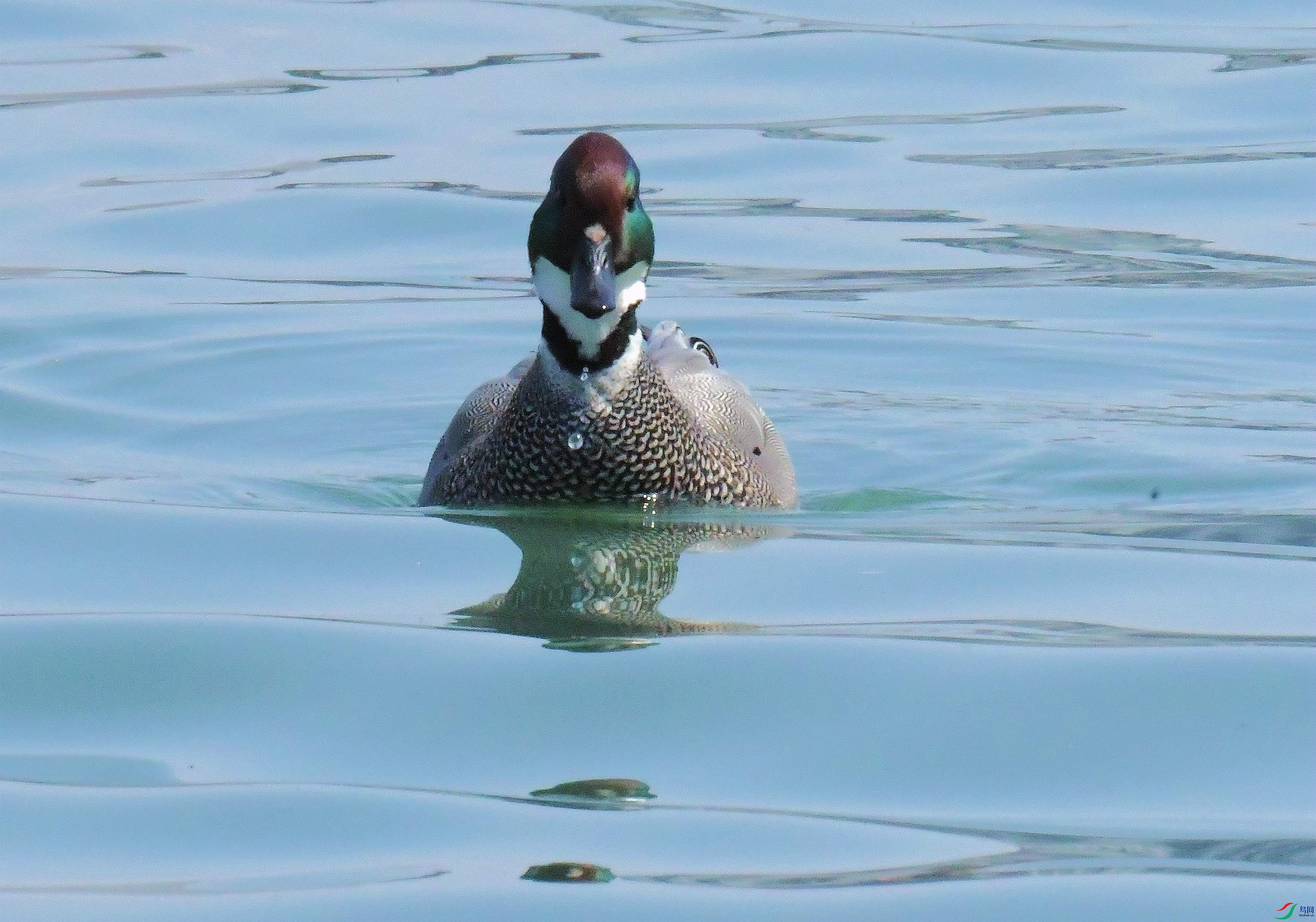 DSC_2951.JPG