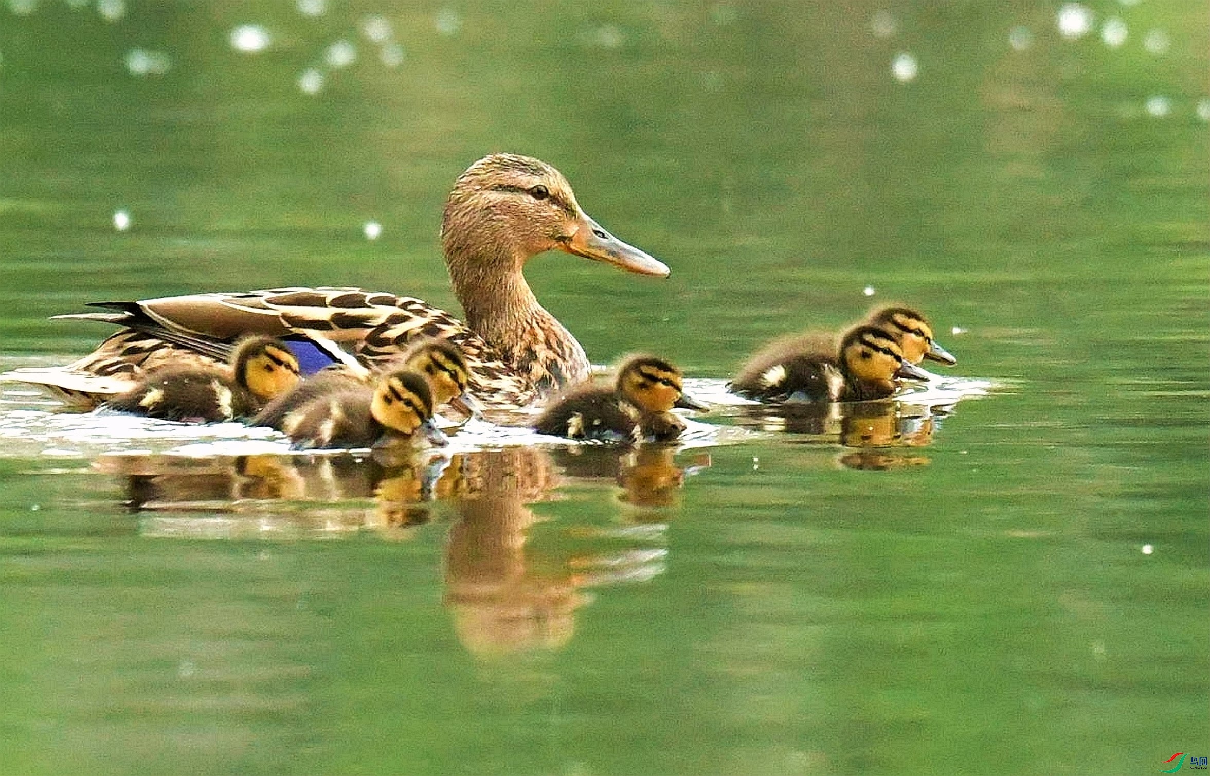 DSC_2470_����.jpg