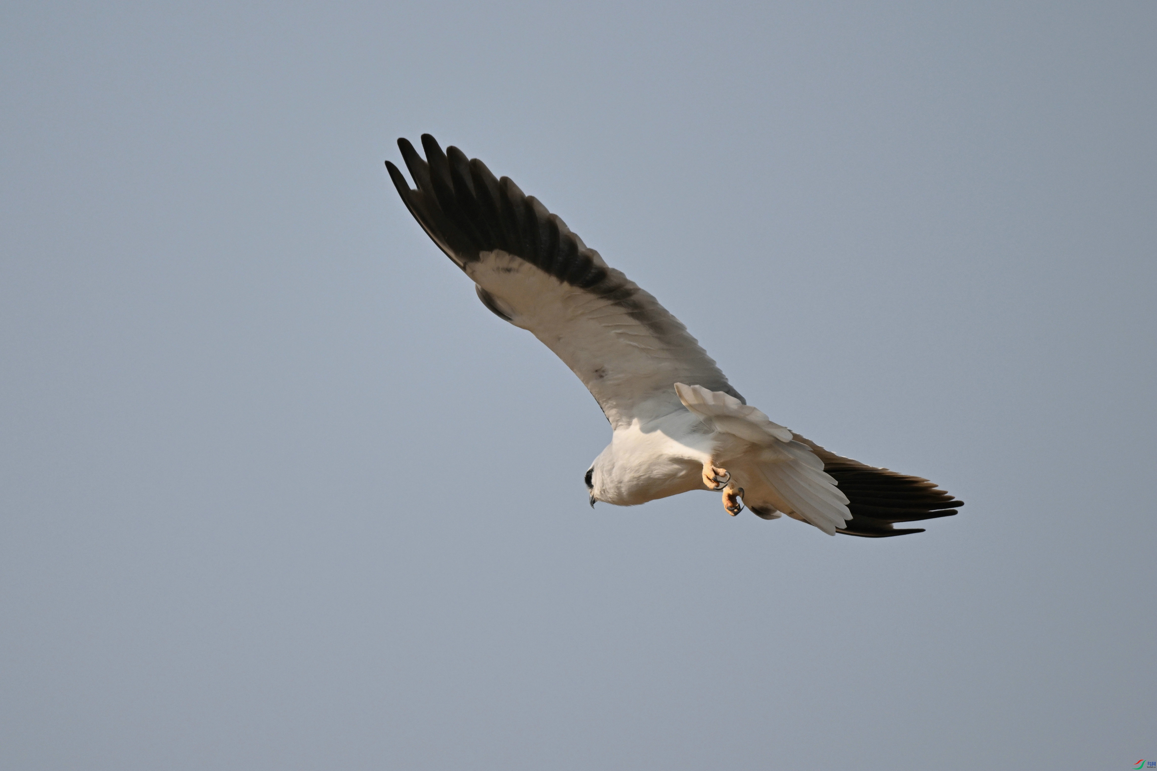 DSC_0727.jpg