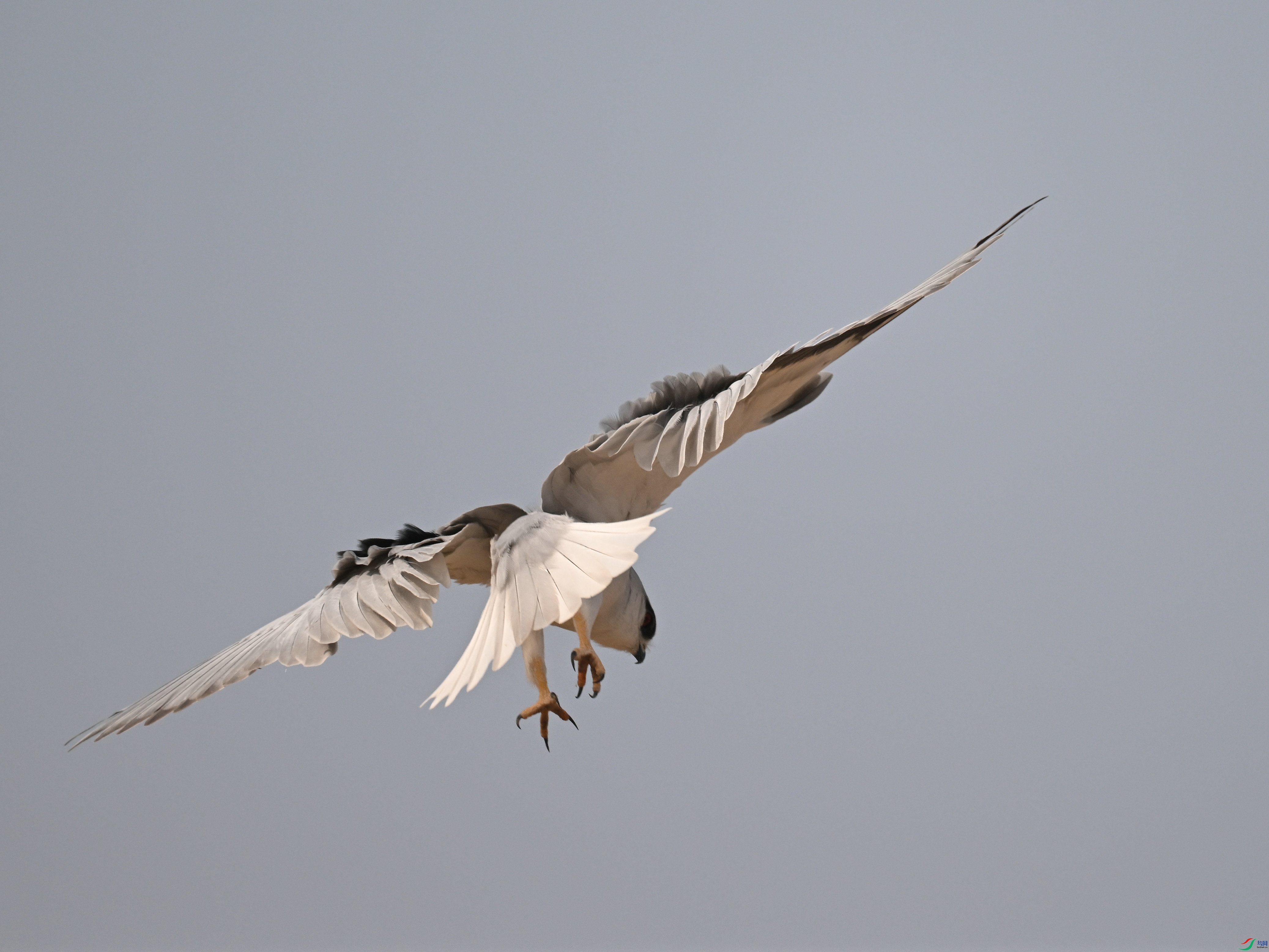 DSC_0695.jpg
