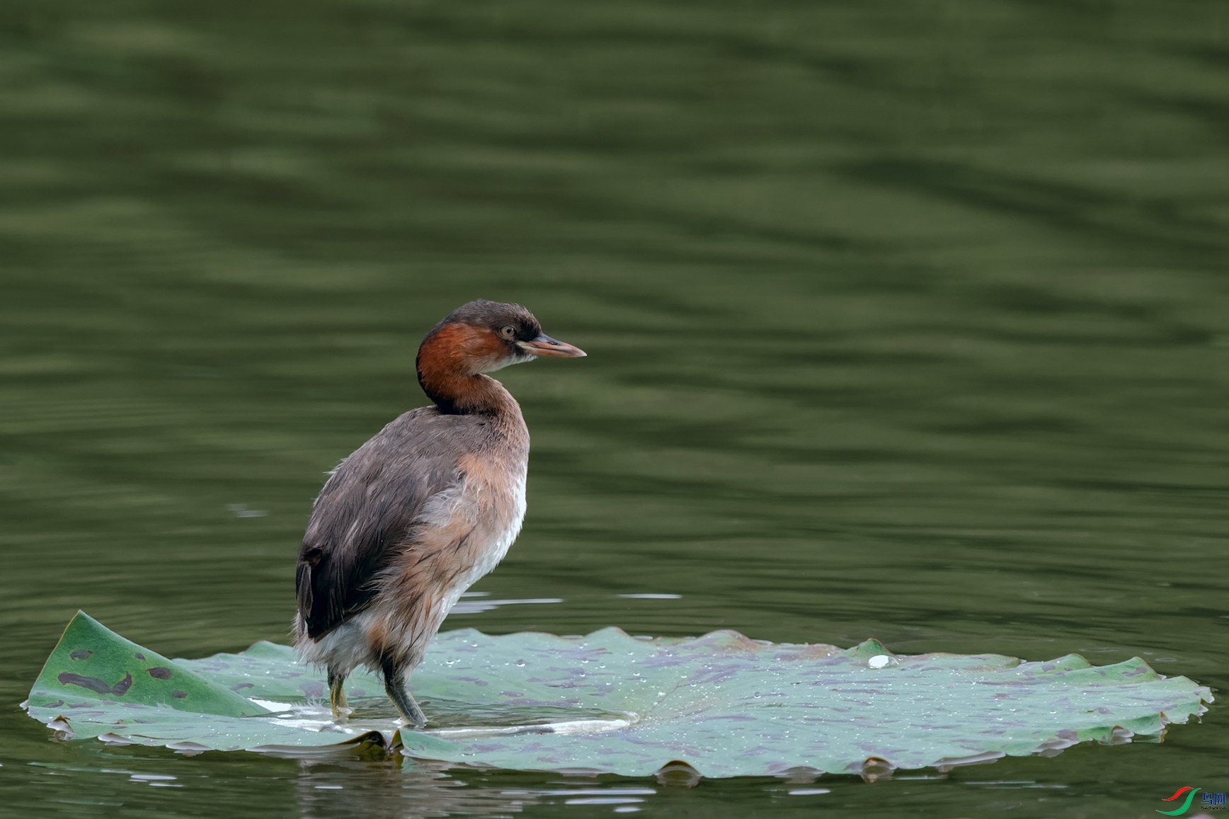 DSC_1821_DxOa.jpg