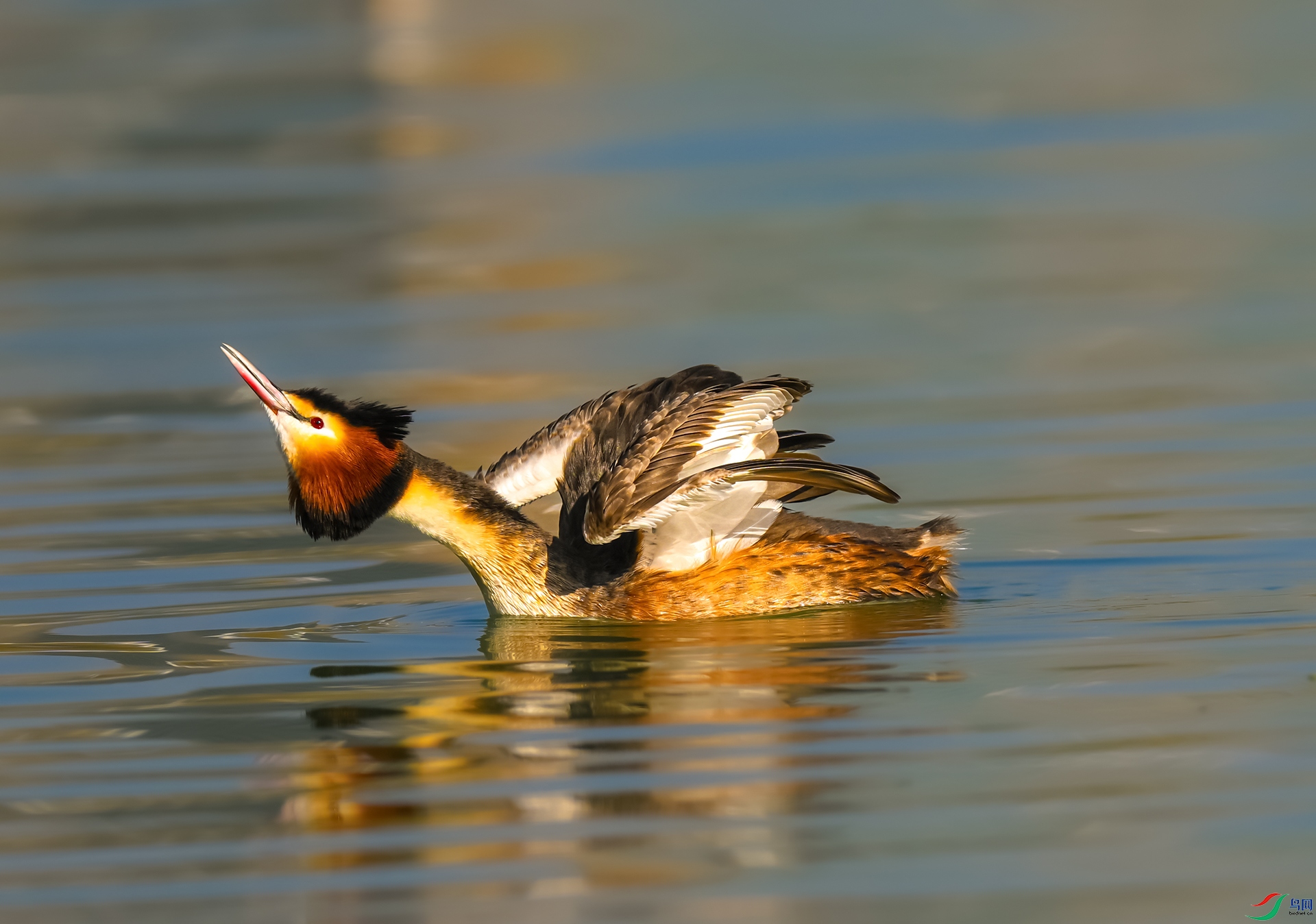 ��ͷ����