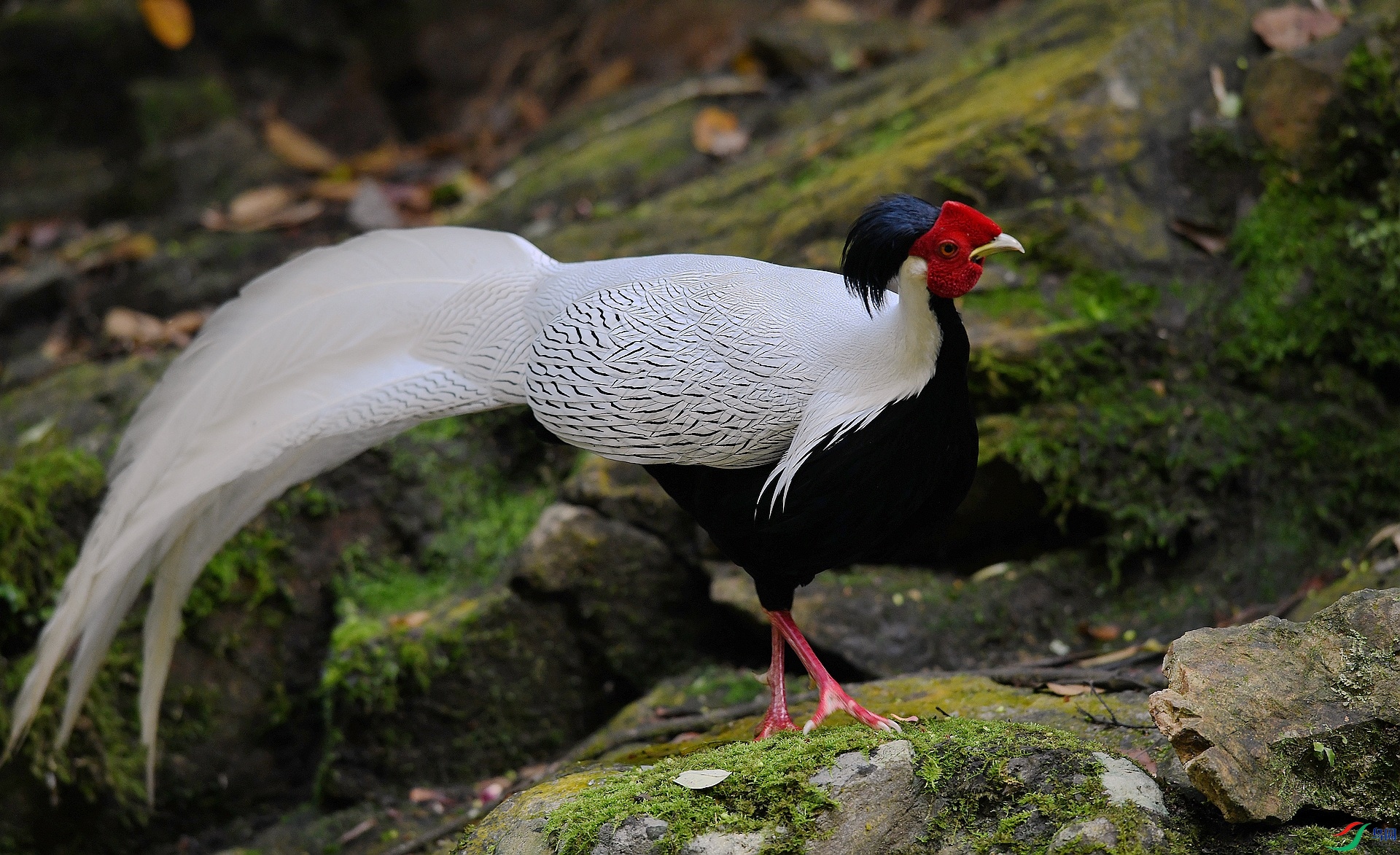 DSC_2447.jpg