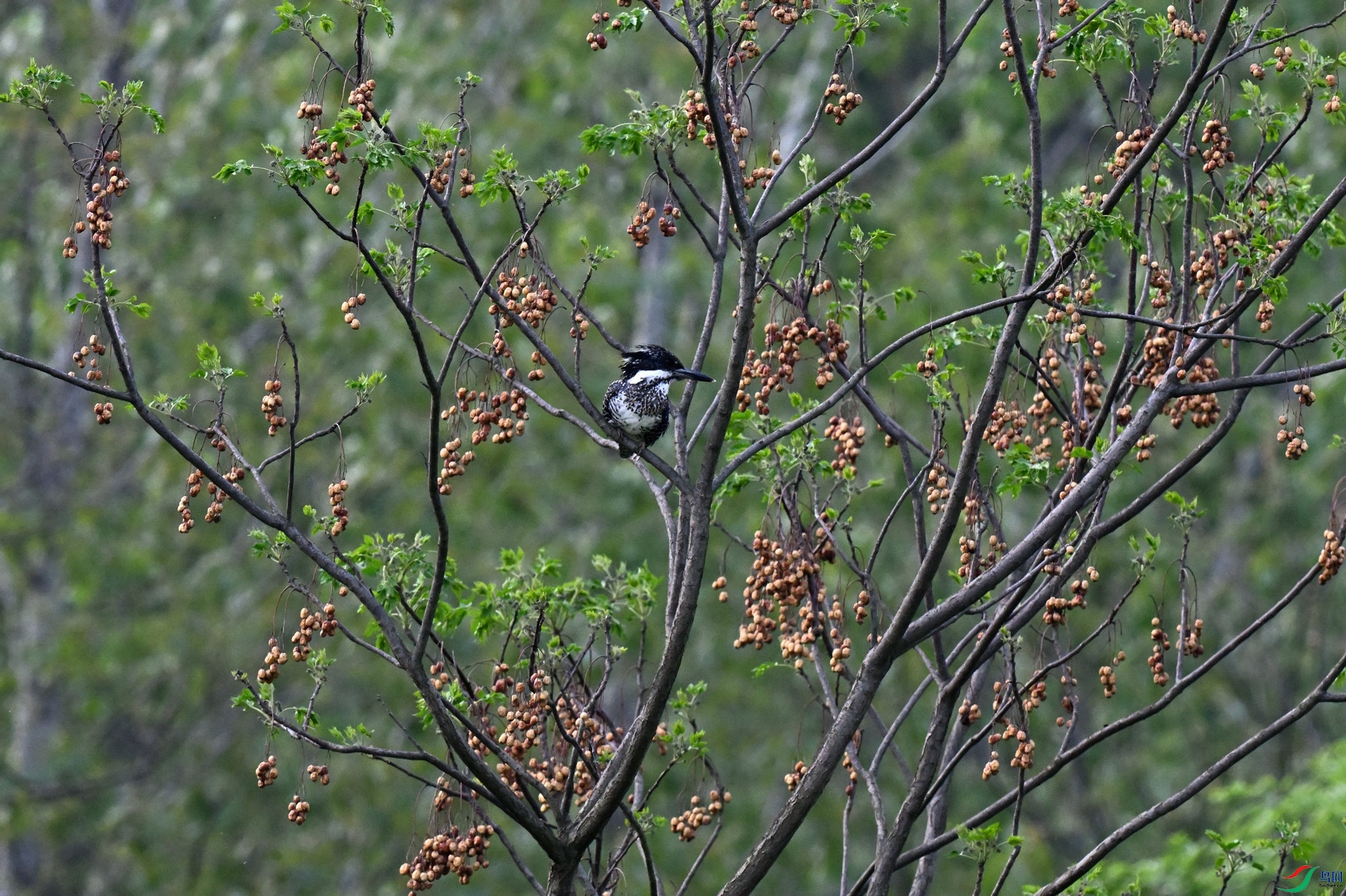 DSC_5675_����.jpg