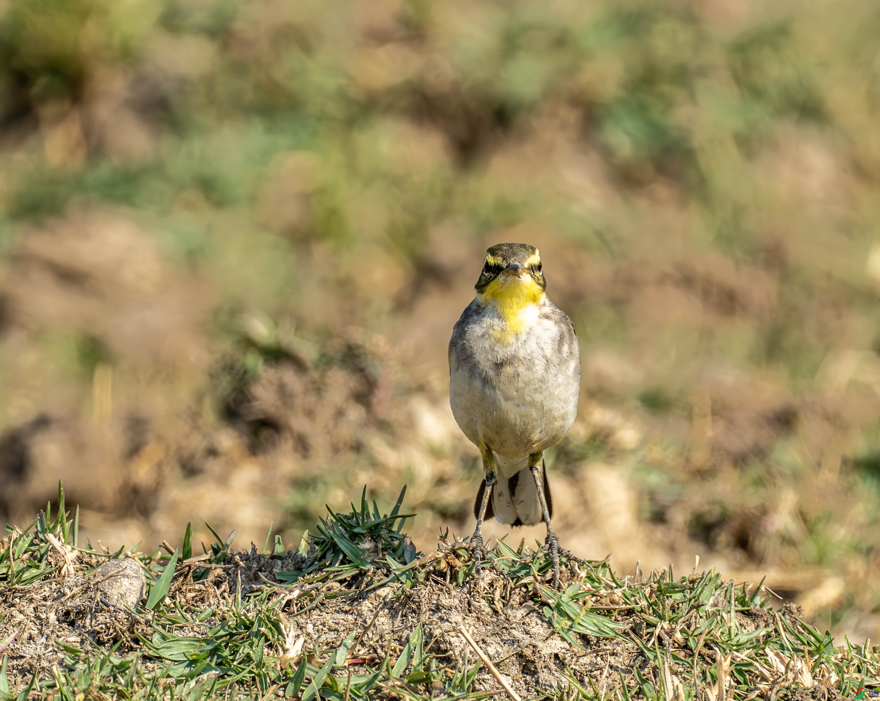 ���n�_-01-11.jpg