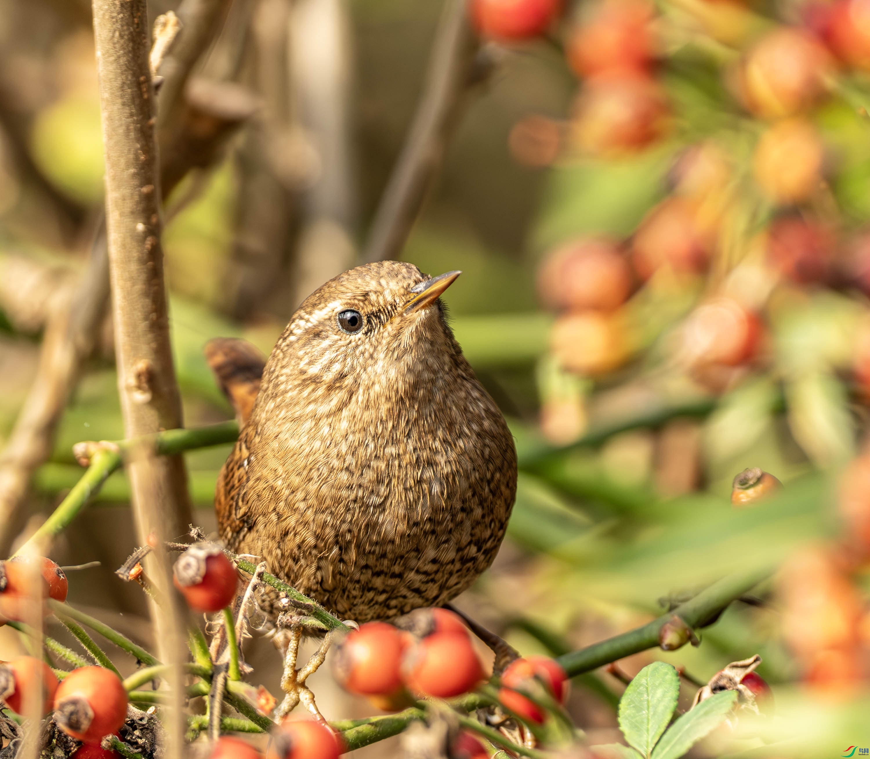 ����-01-8.jpg