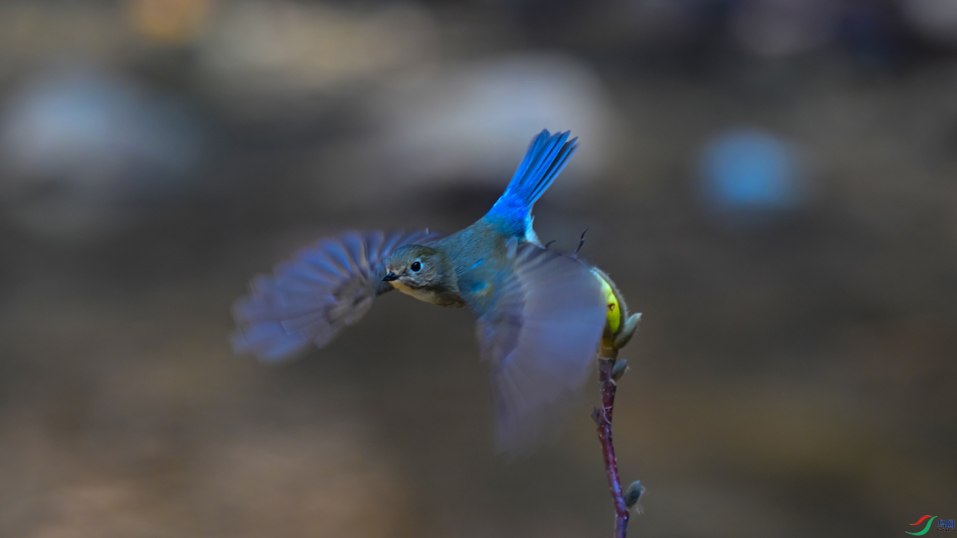 DSC_8954 ����_��ͼ��_����.jpg