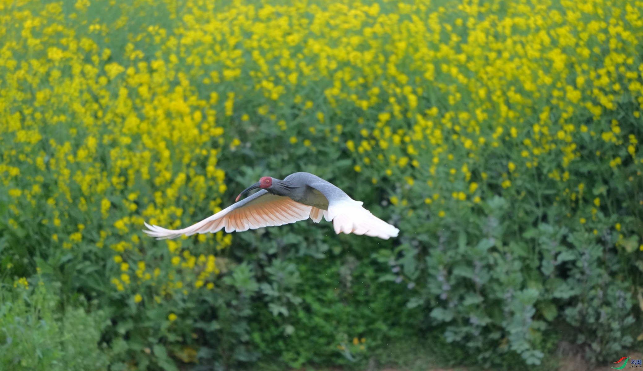 DSC04447_����.jpg
