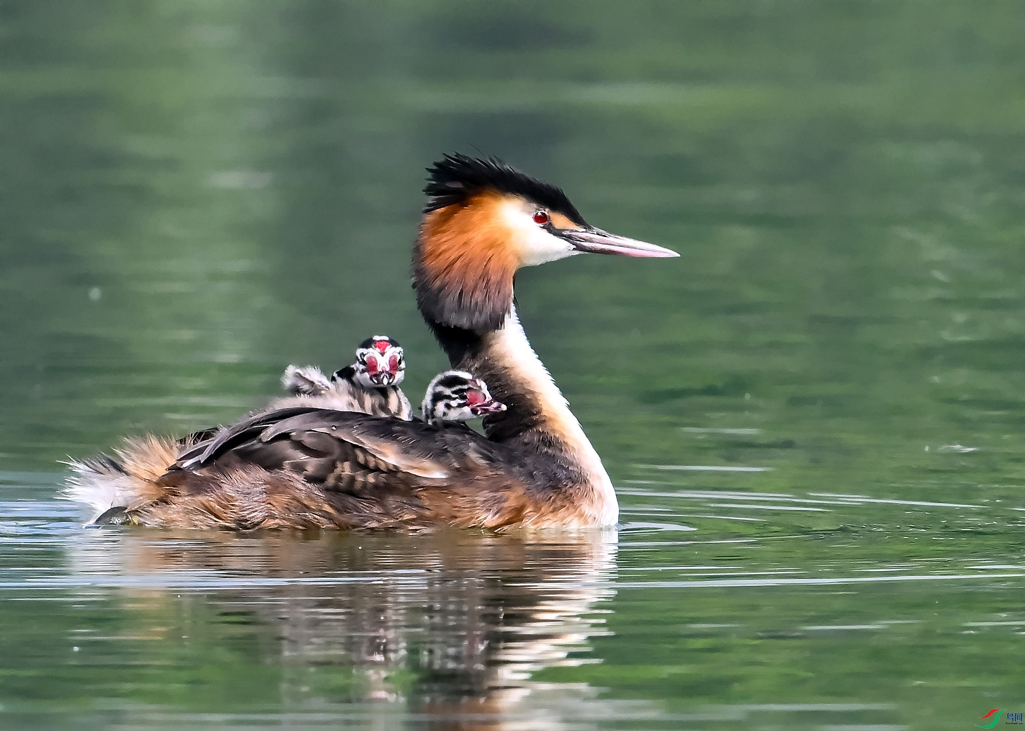 DSC_3086---_conew1.jpg