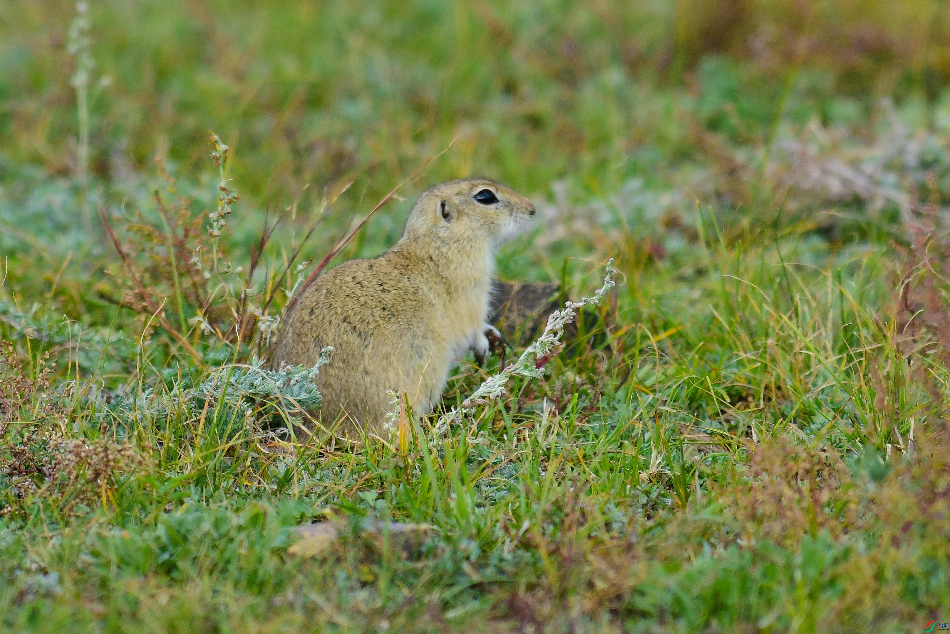 DSC_4181.JPG