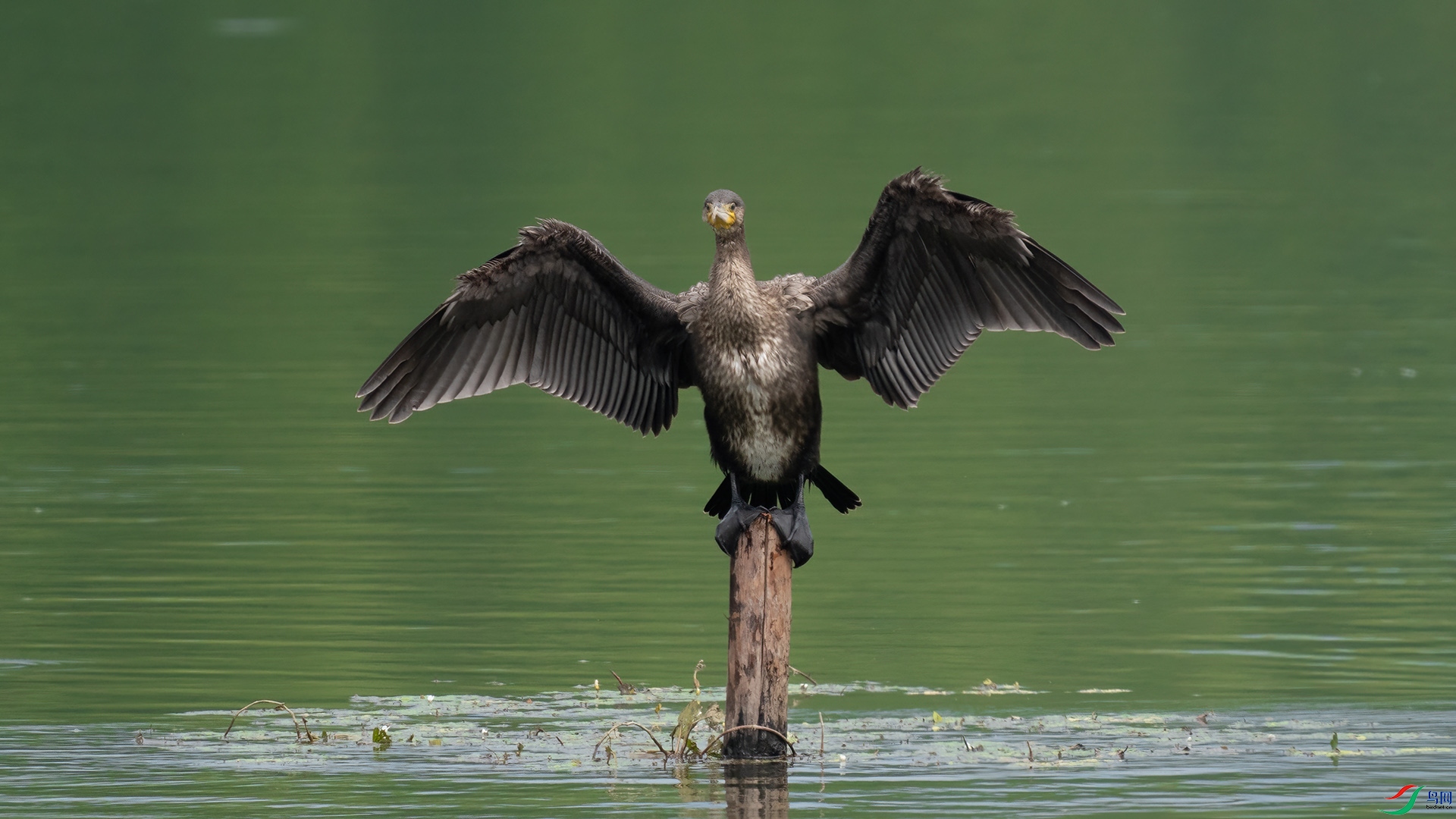 DSC07885 ����.jpg