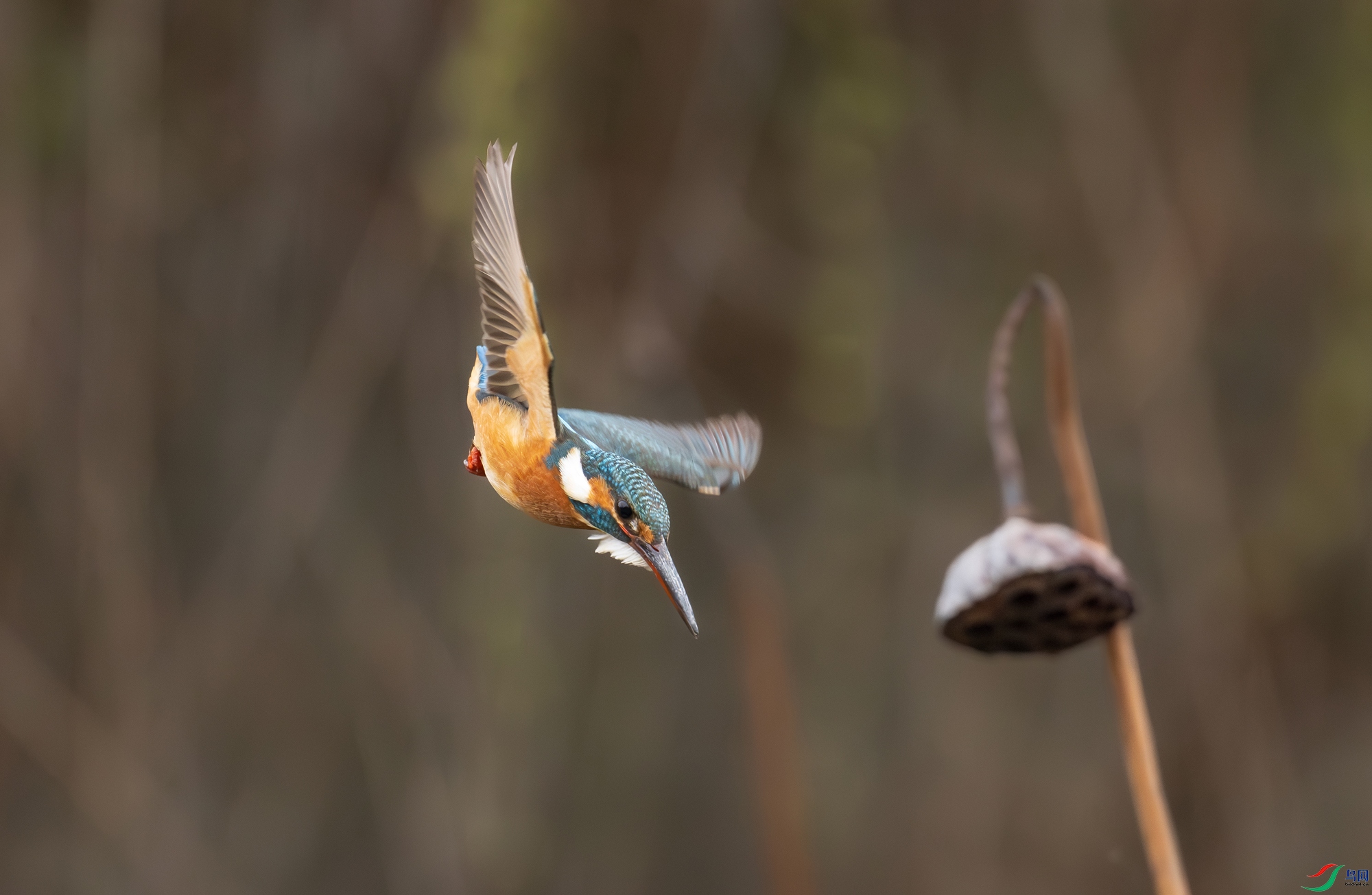 DSC_0203.jpg