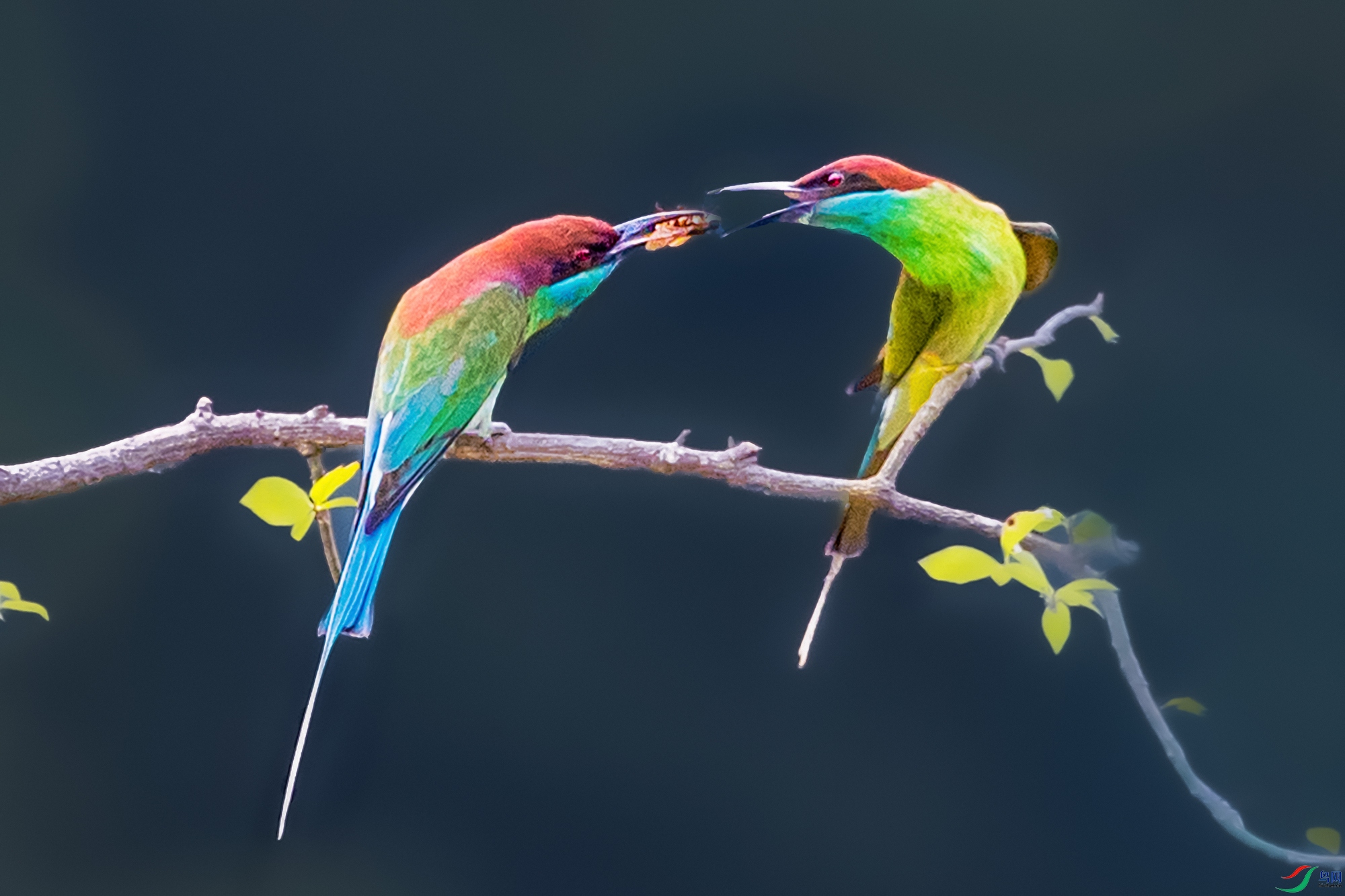 �����仢----����������