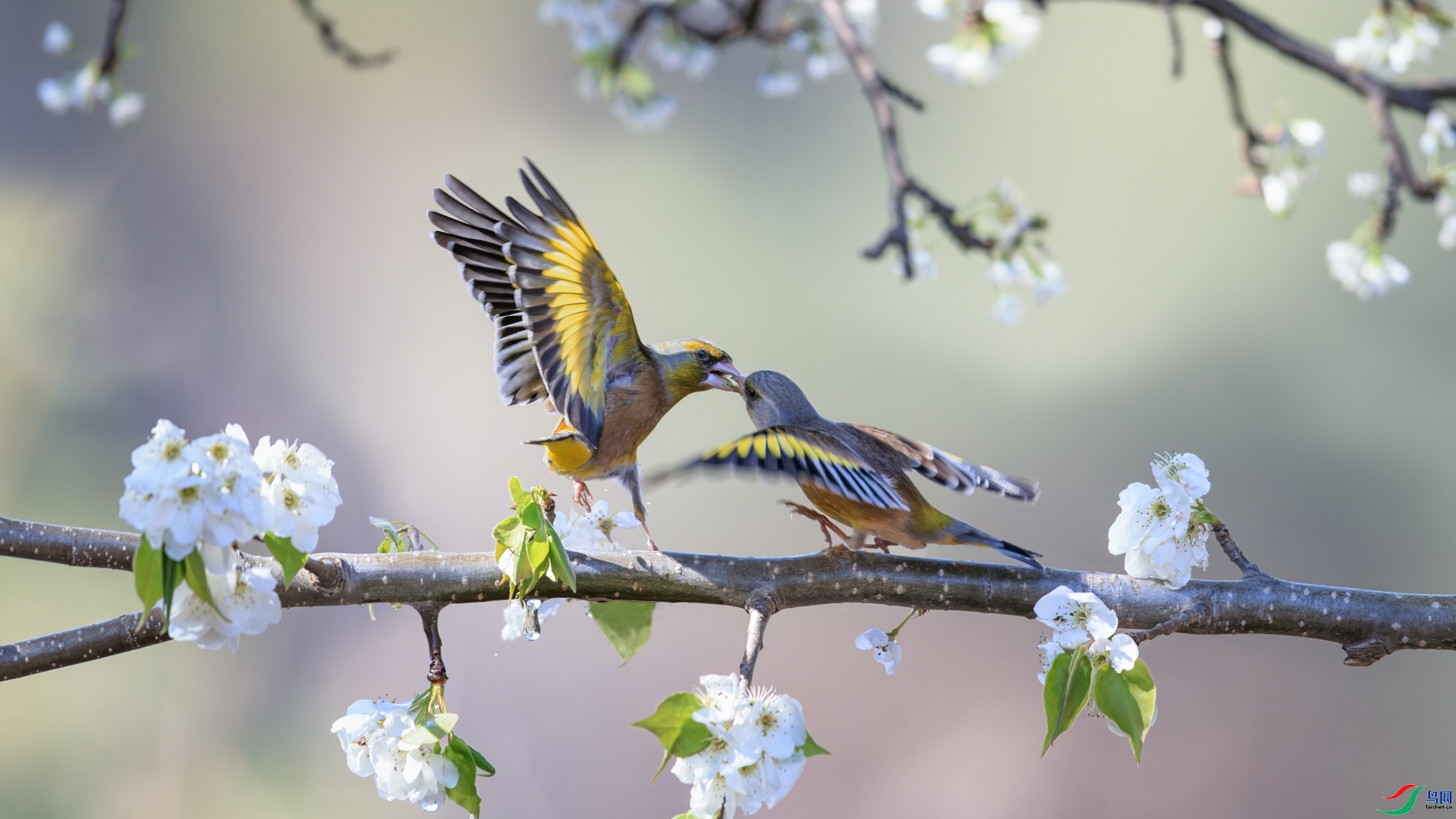 4.9 ��ˮ��ʦ��Ʒ  ���䶷  �ٻ�2026��4��9����Ӱʦ��ҳ����.jpg