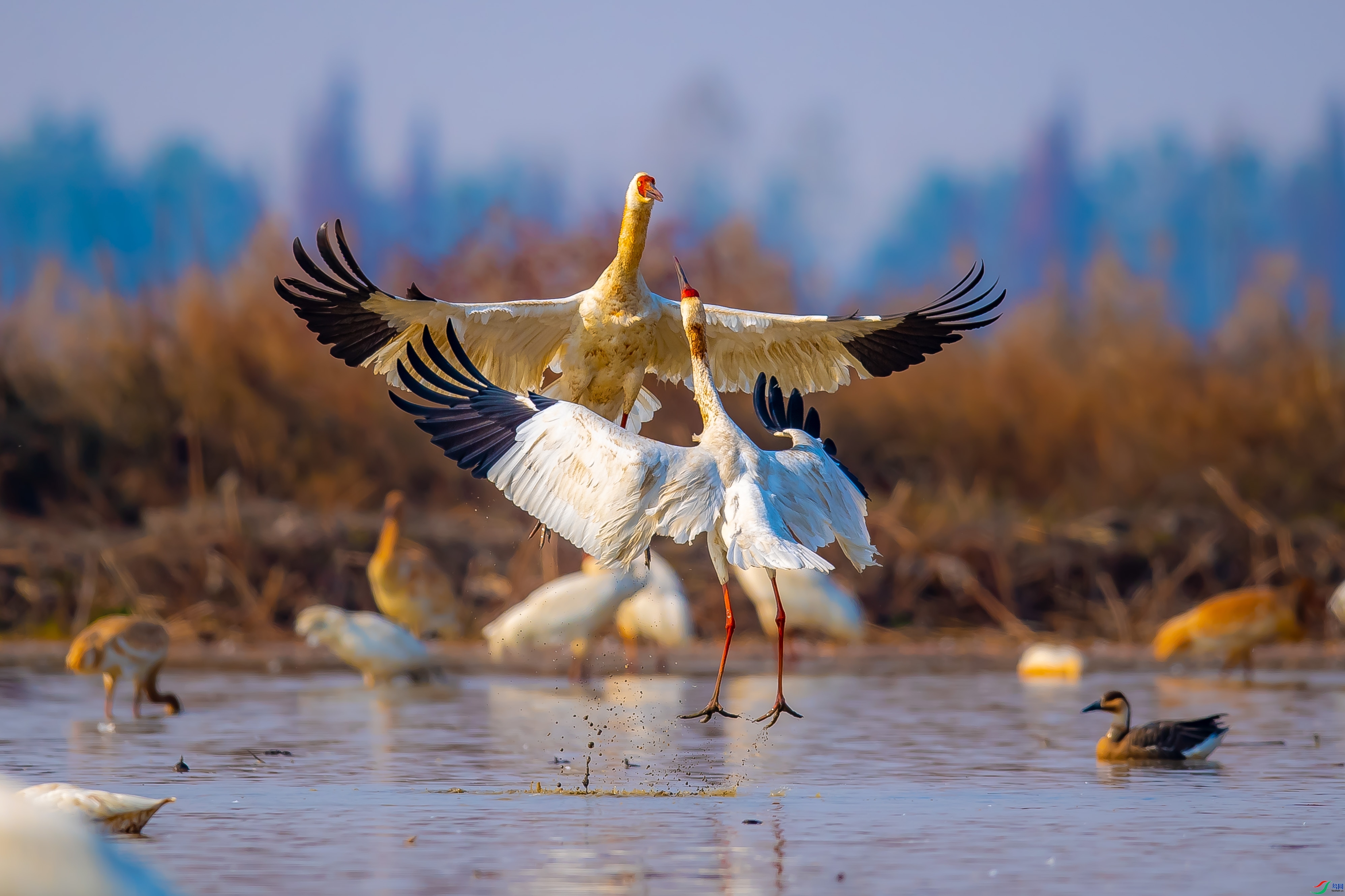 4.6 ��������bj��ʦ��Ʒ  �׺�����  �ٻ�2026��4��6�հ�����ҳ����.jpg