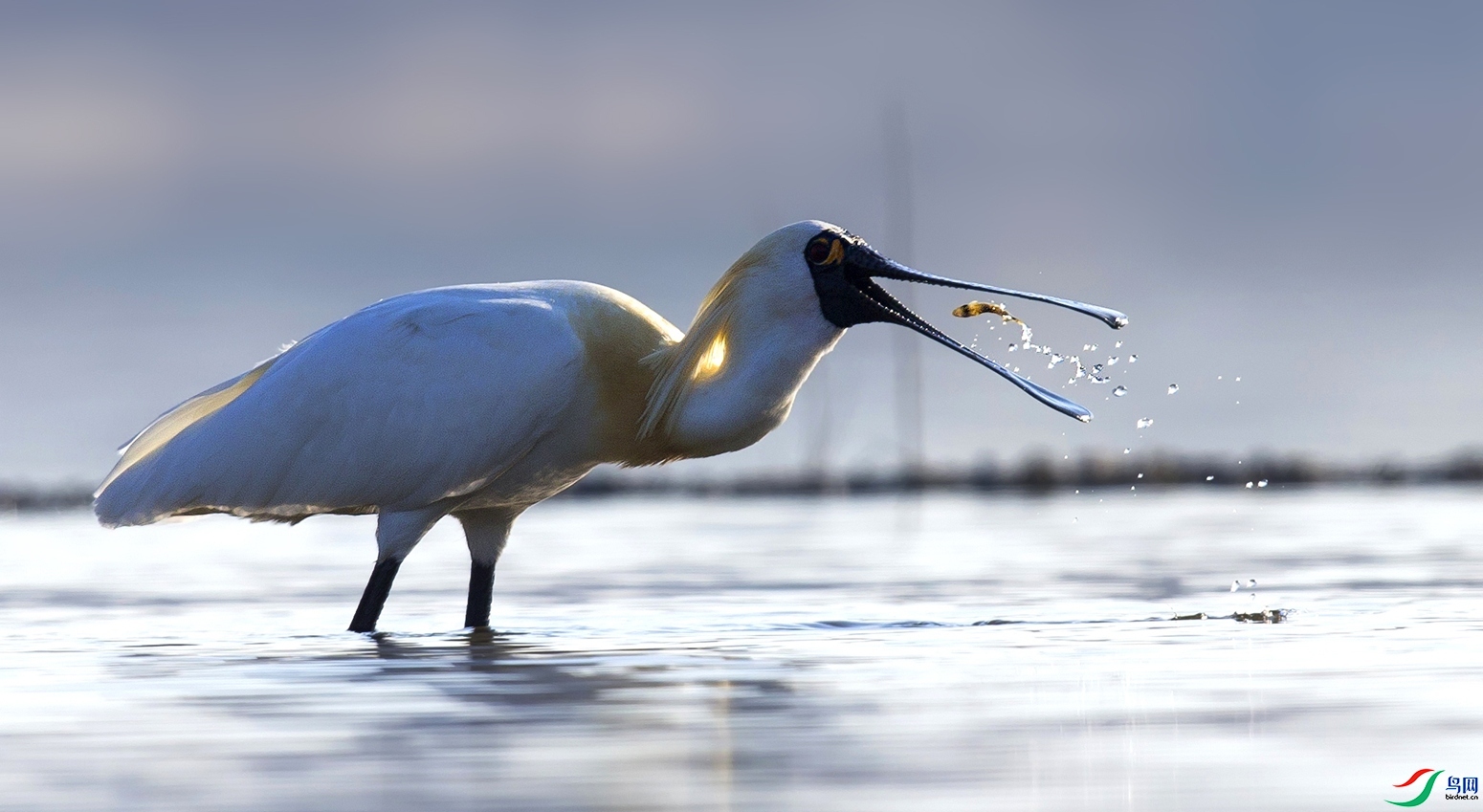 4.12 ��Х��ʦ��Ʒ  ��������  �ٻ�2026��4��12����Ӱʦ��ҳ����.jpg