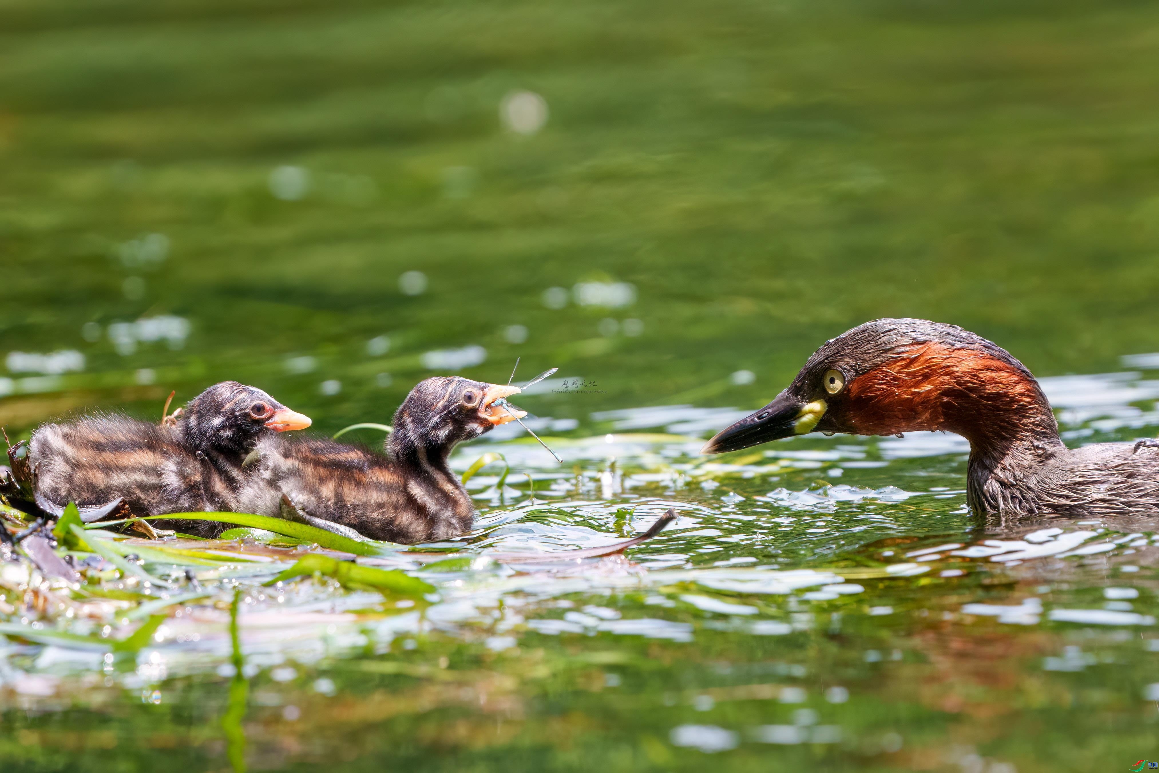 4.13 ӥ�������ʦ��Ʒ  ιʳ˲��  �ٻ�2026��4��13�ջ�Ա��ҳ����.jpg