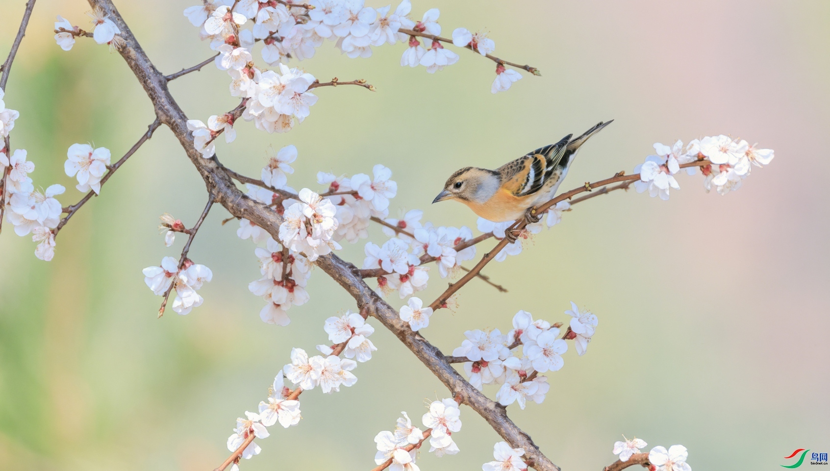 4.14 ��ˮ��ʦ��Ʒ  ��ȸ  �ٻ�2026��4��14����Ӱʦ��ҳ����.jpg