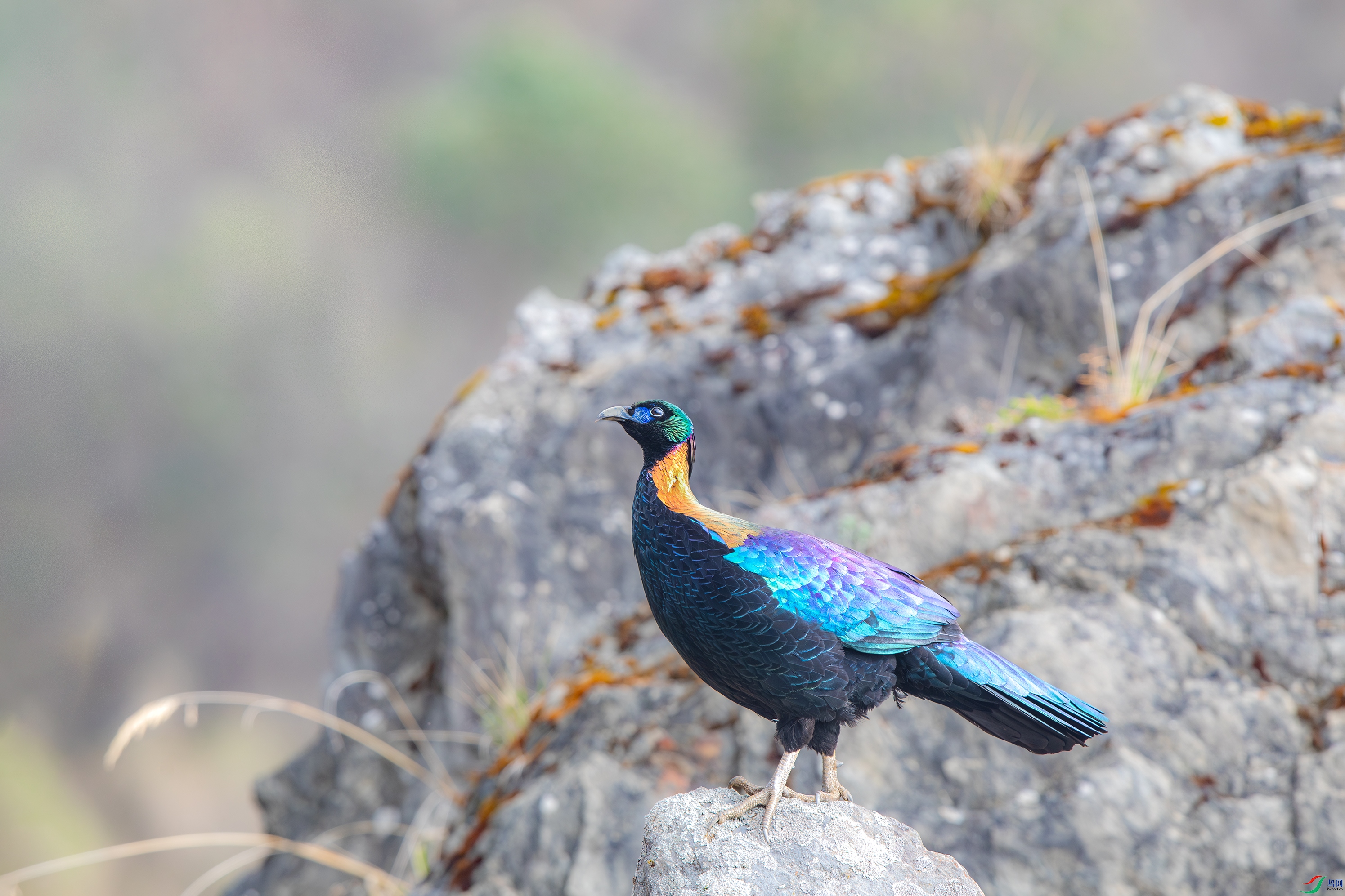 3S5A1085 ����.jpg