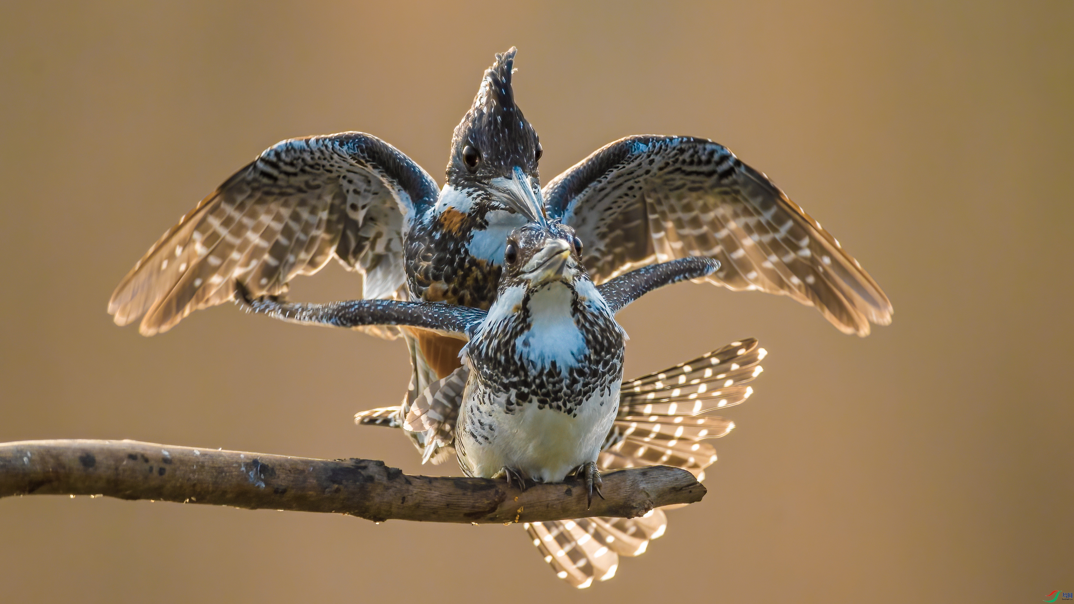 �ȱ��Ĺ��㹷