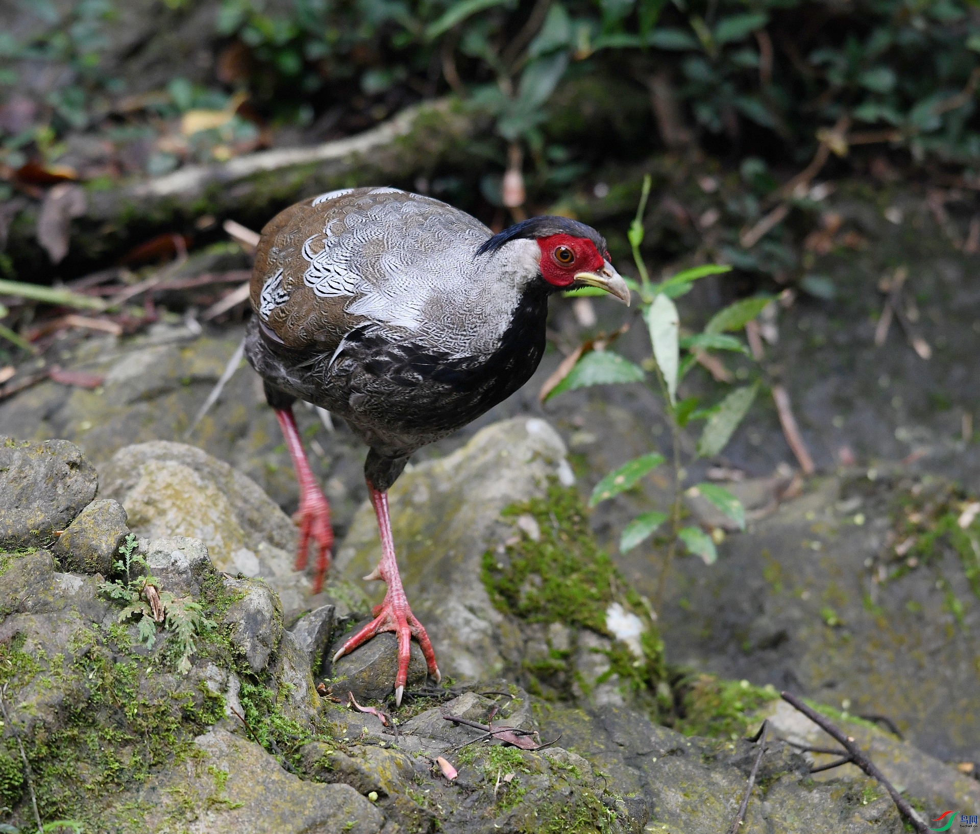 DSC_4100.jpg