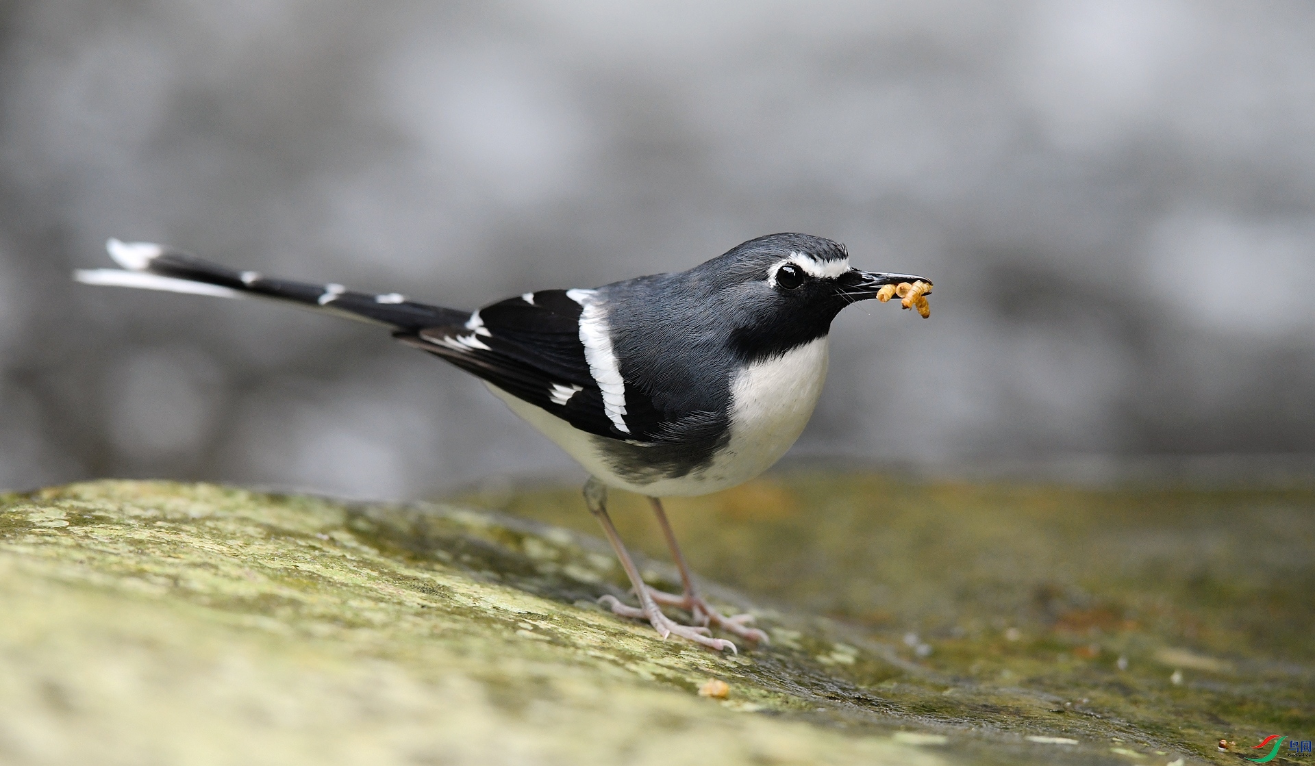 DSC_7082.jpg