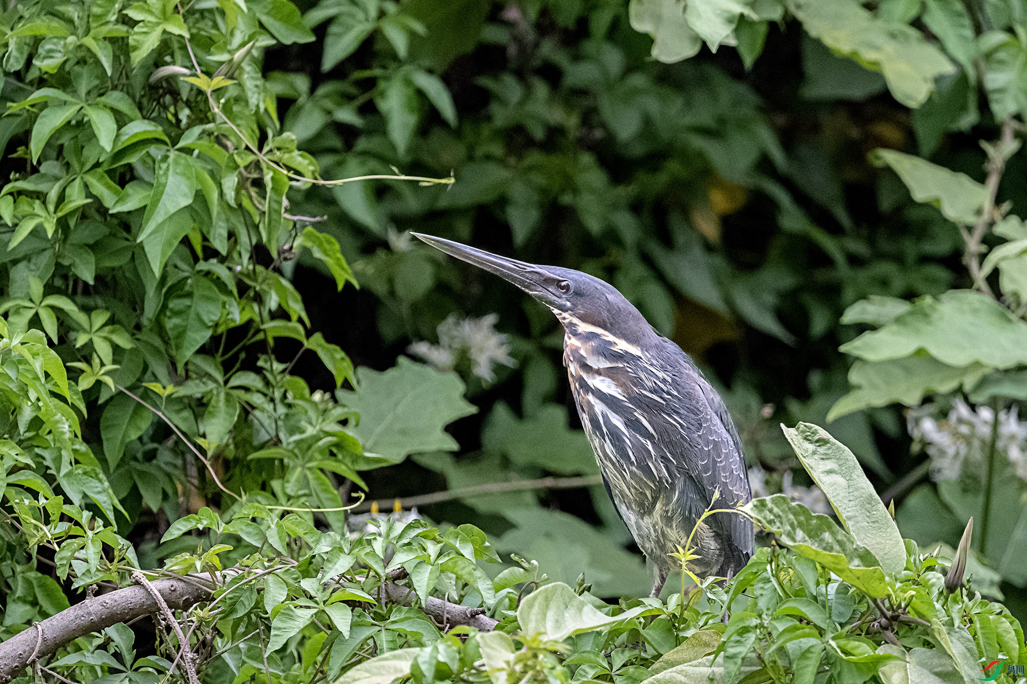 DSC_5959x.jpg