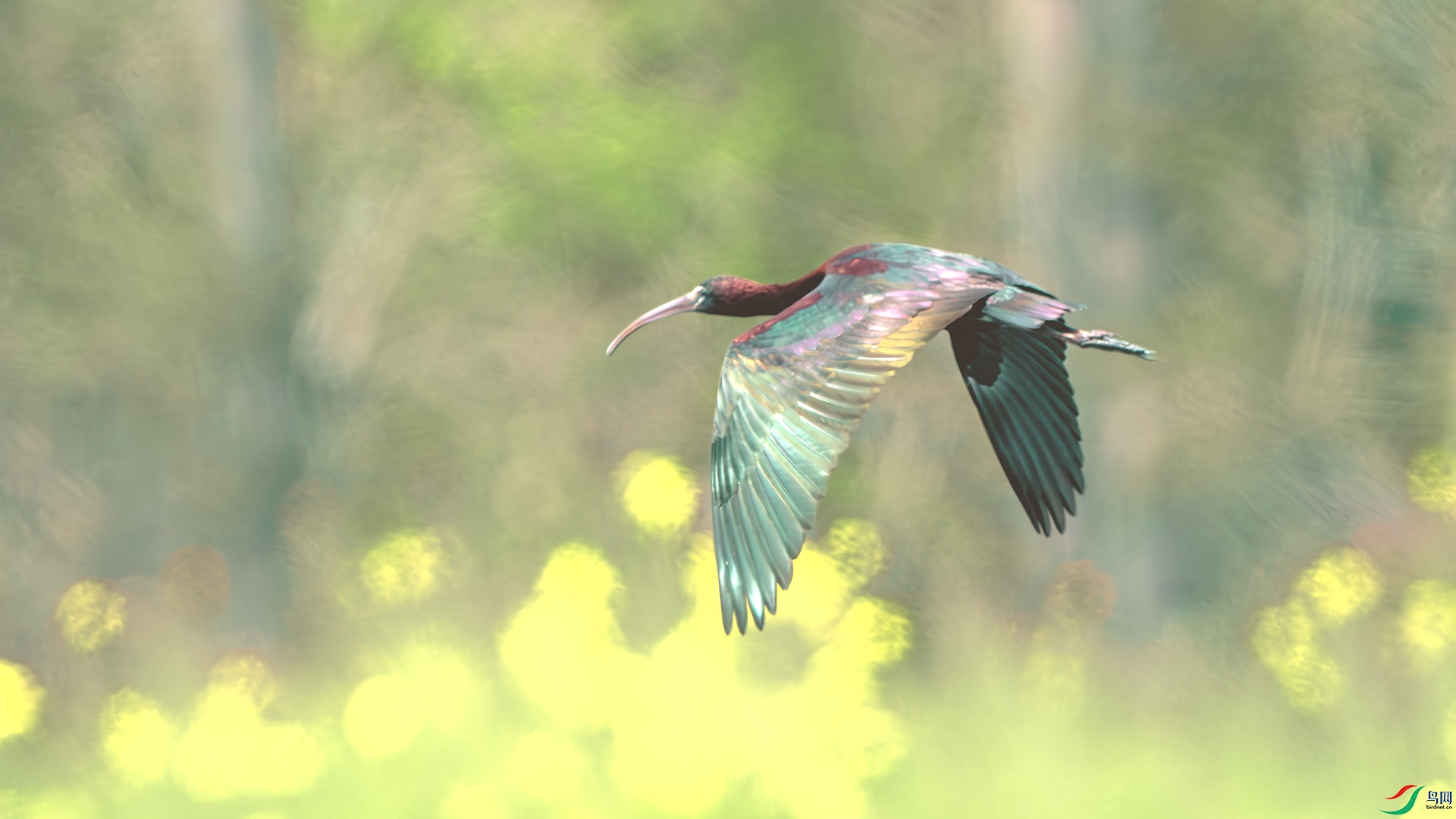 DSC_1308-����ǿ-NR ����.jpg