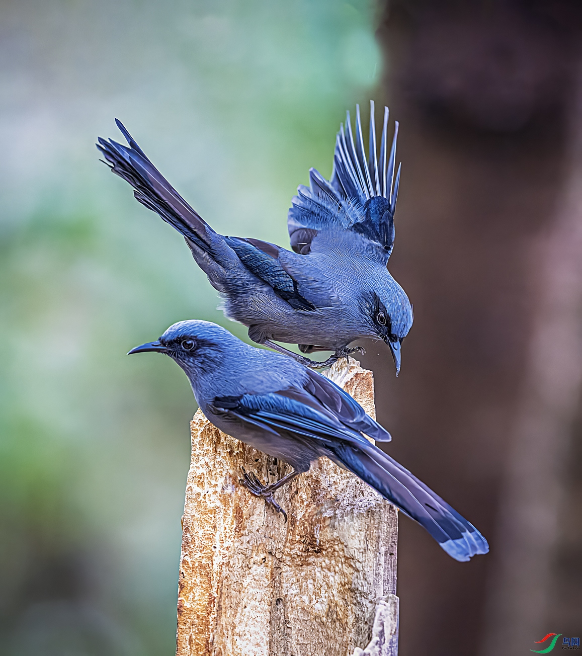 ��ɫ����