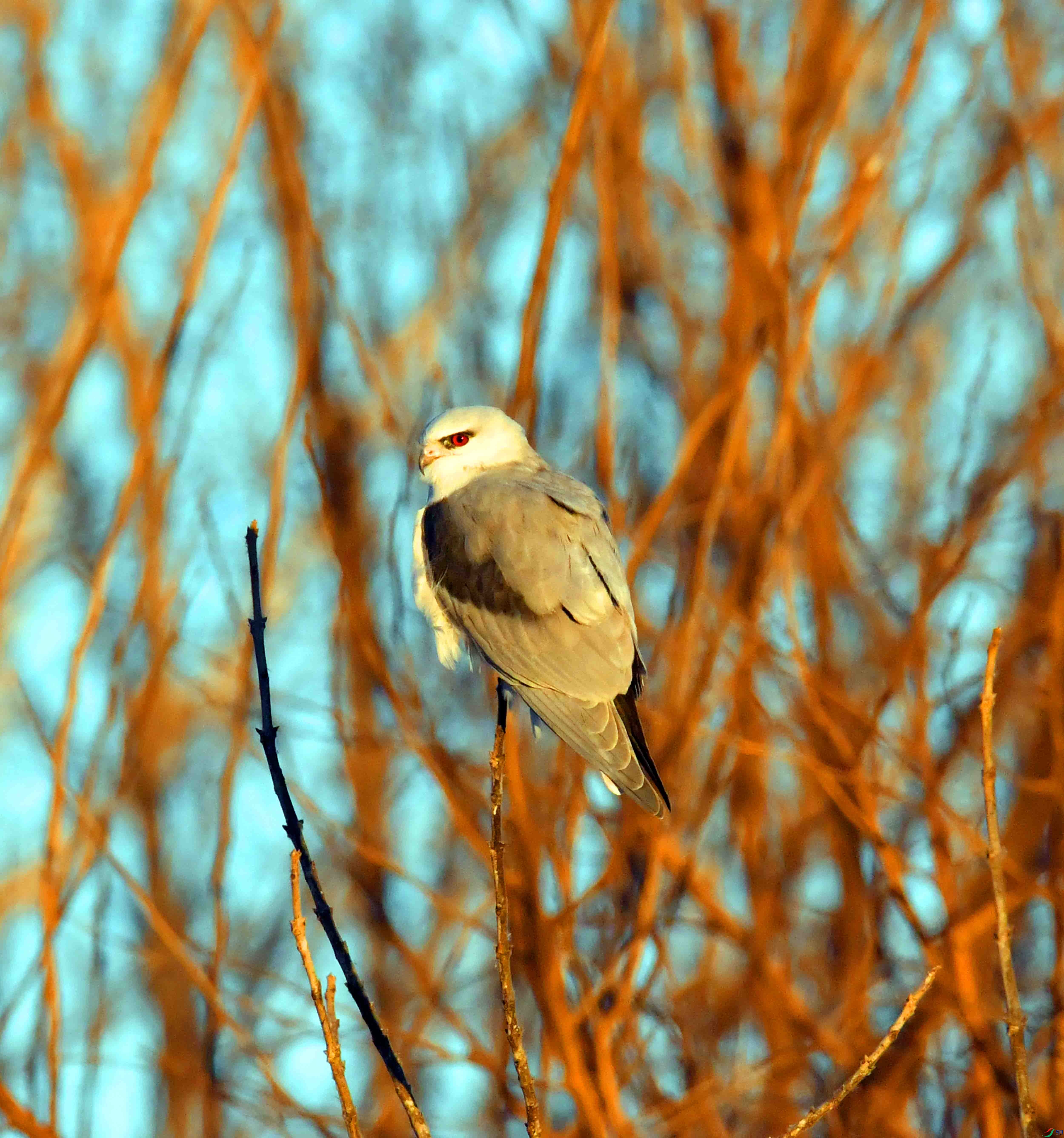 DSC_3337.JPG