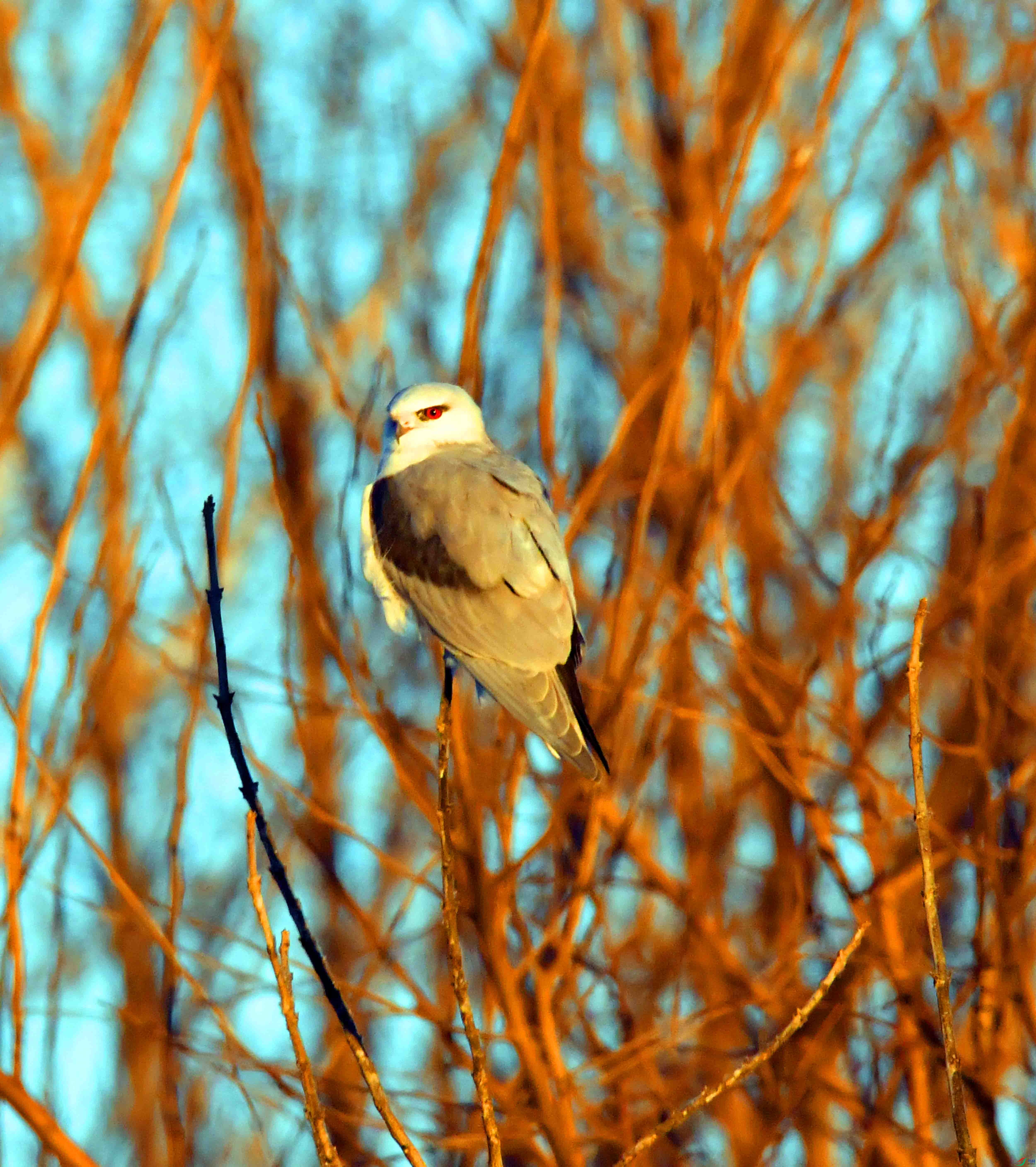 DSC_3338.JPG