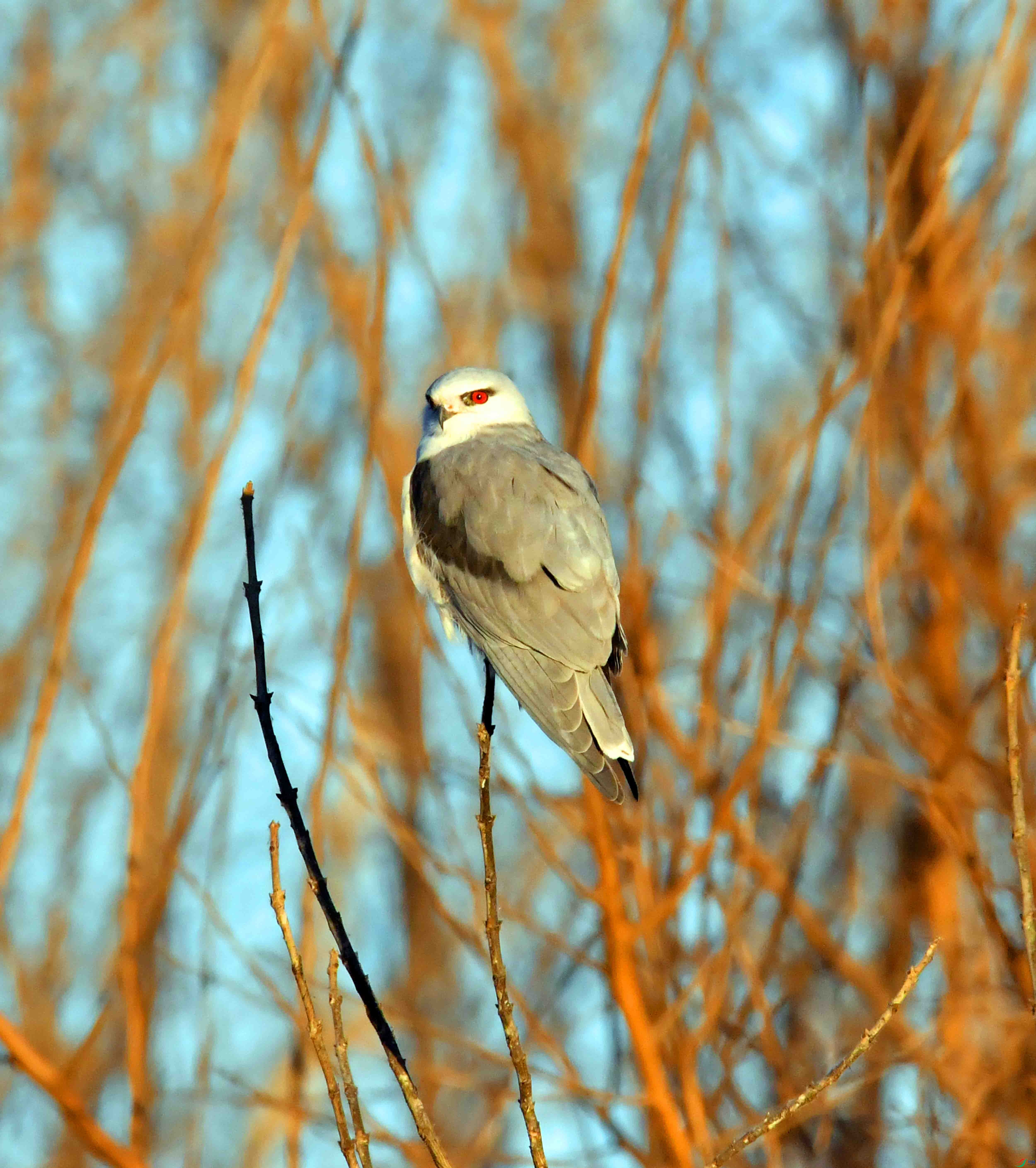 DSC_3500.JPG