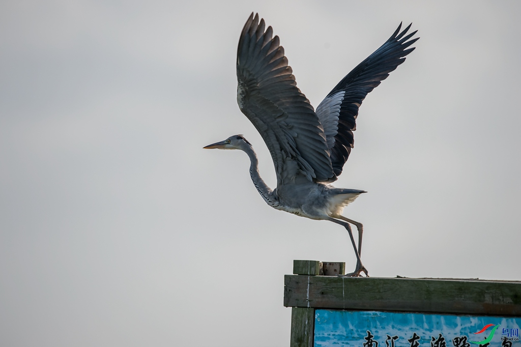 _DSC6090.jpg