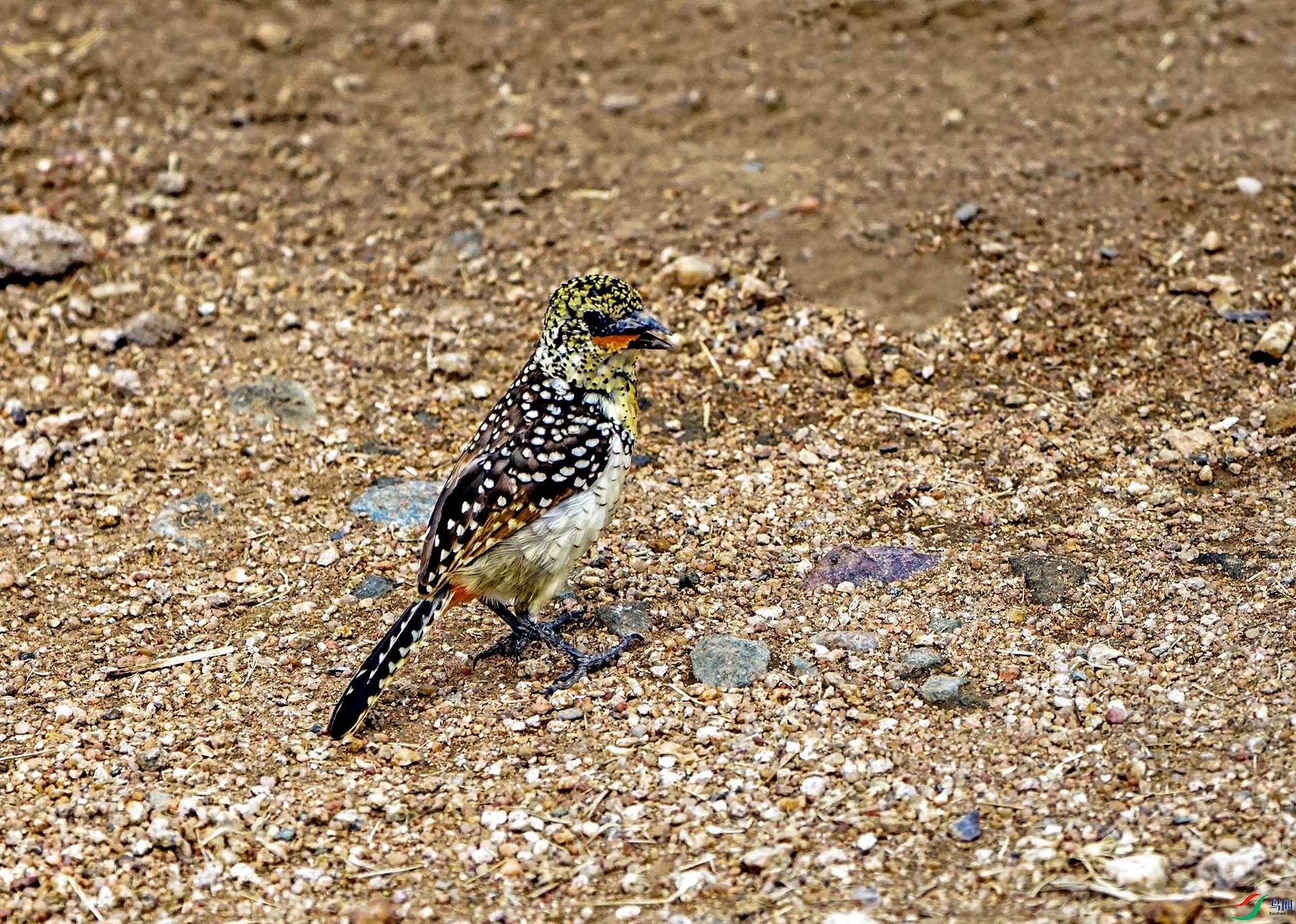 DSC09431-6x.jpg