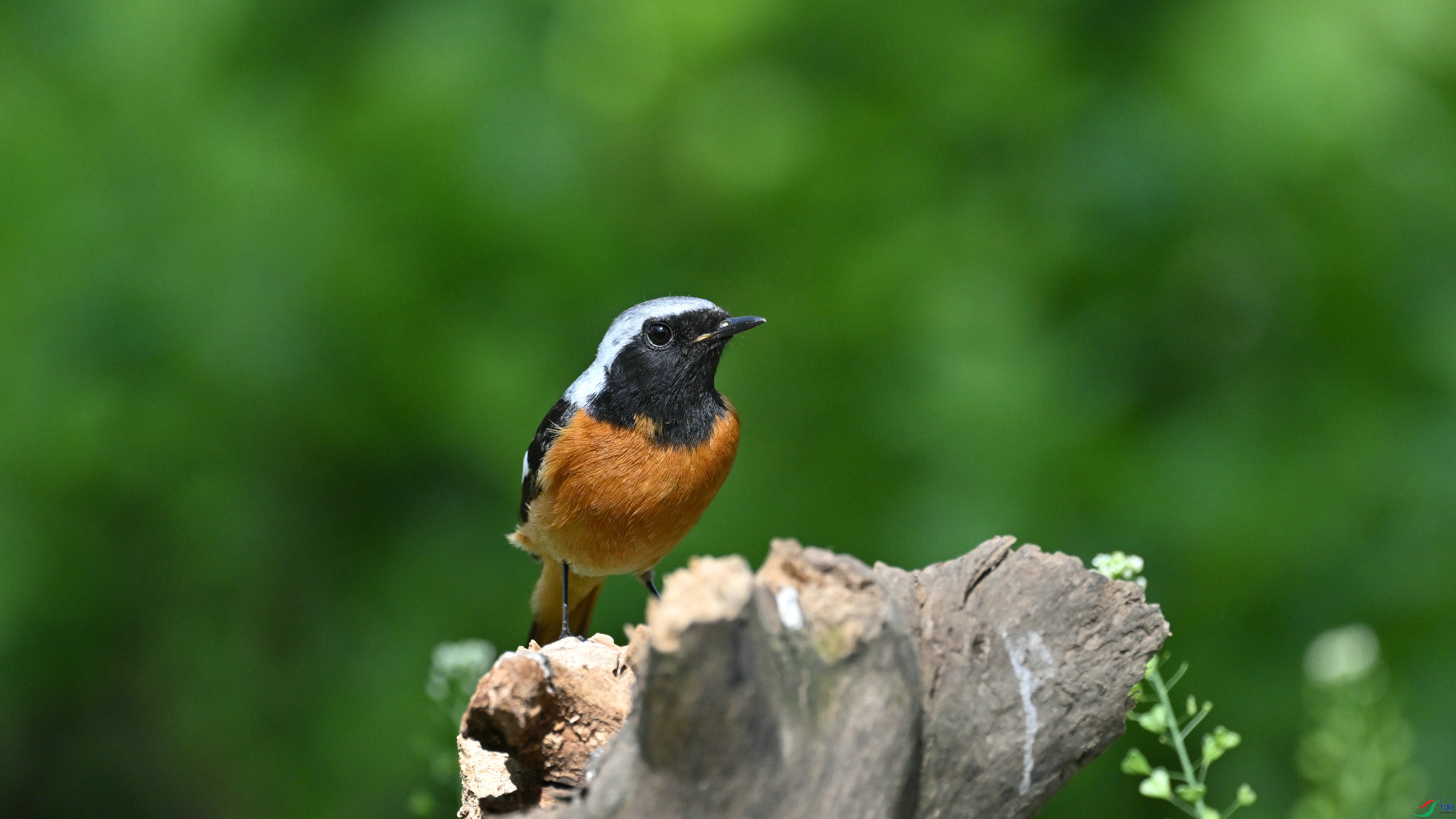 DSC_9665.JPG
