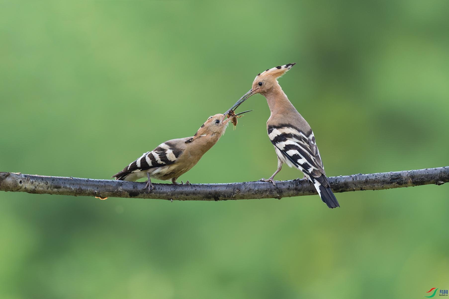 DSC_9750_DxOa.jpg