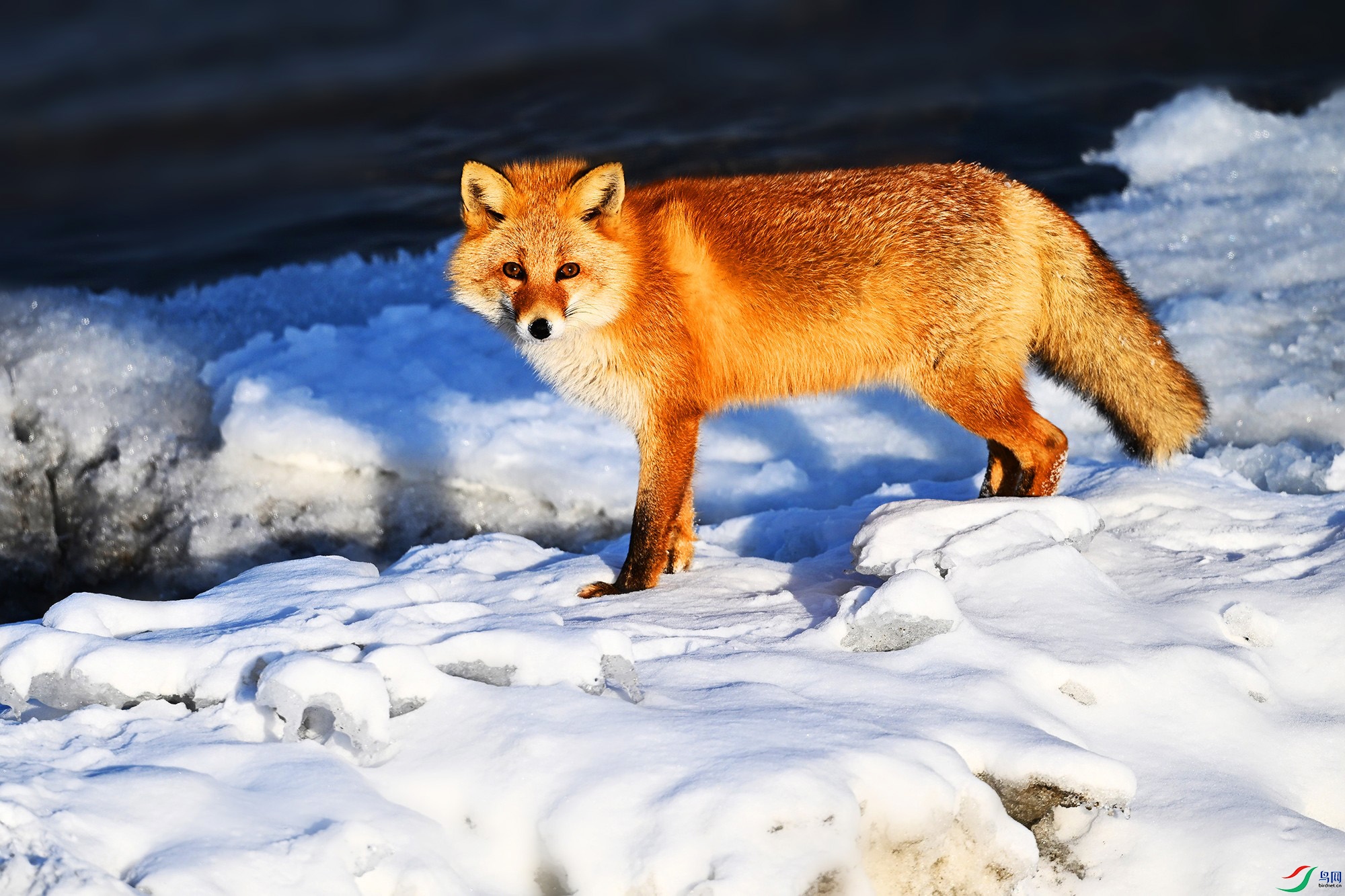 DSC_0118_.jpg
