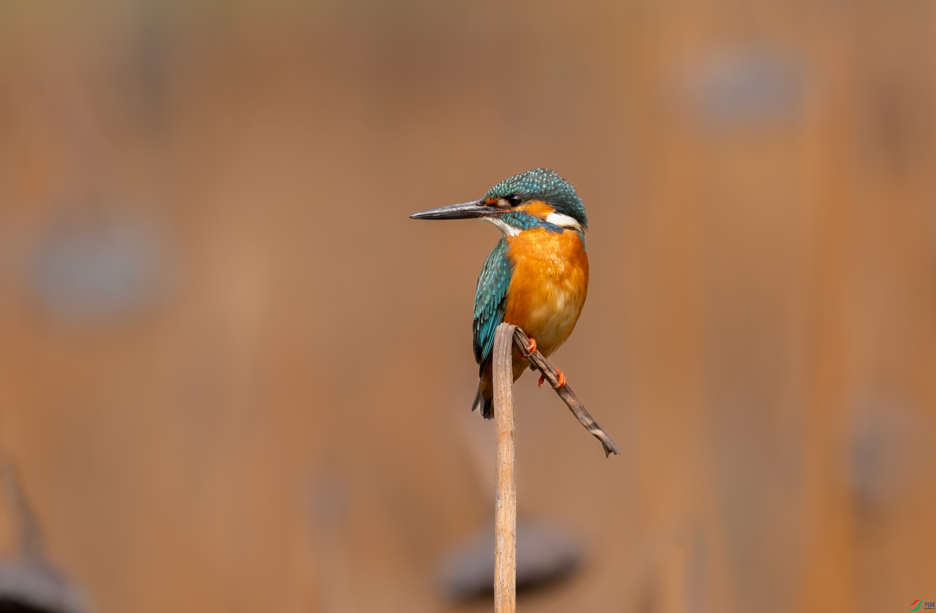 DSC_9089-DxO_DeepPRIME-3.jpg