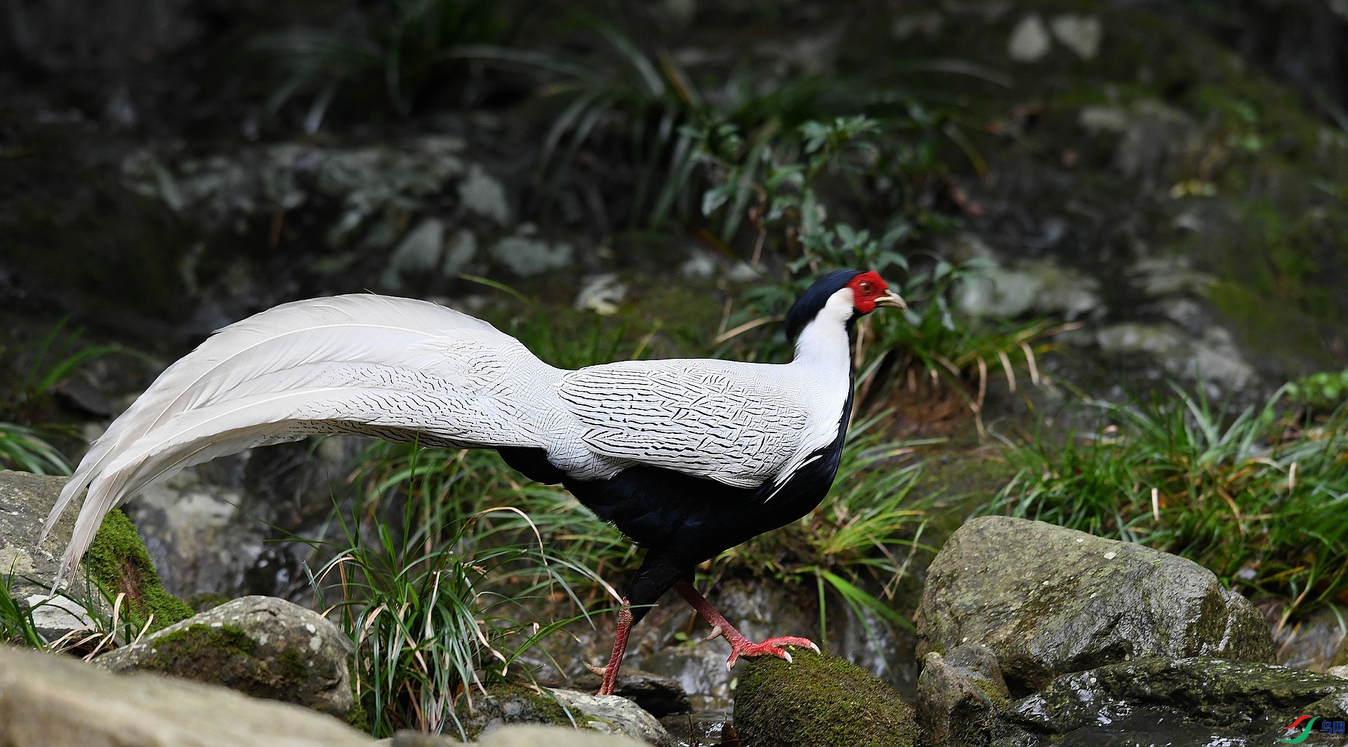 DSC_3600.jpg