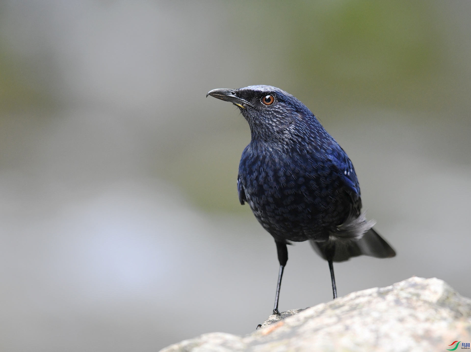 DSC_4217.jpg