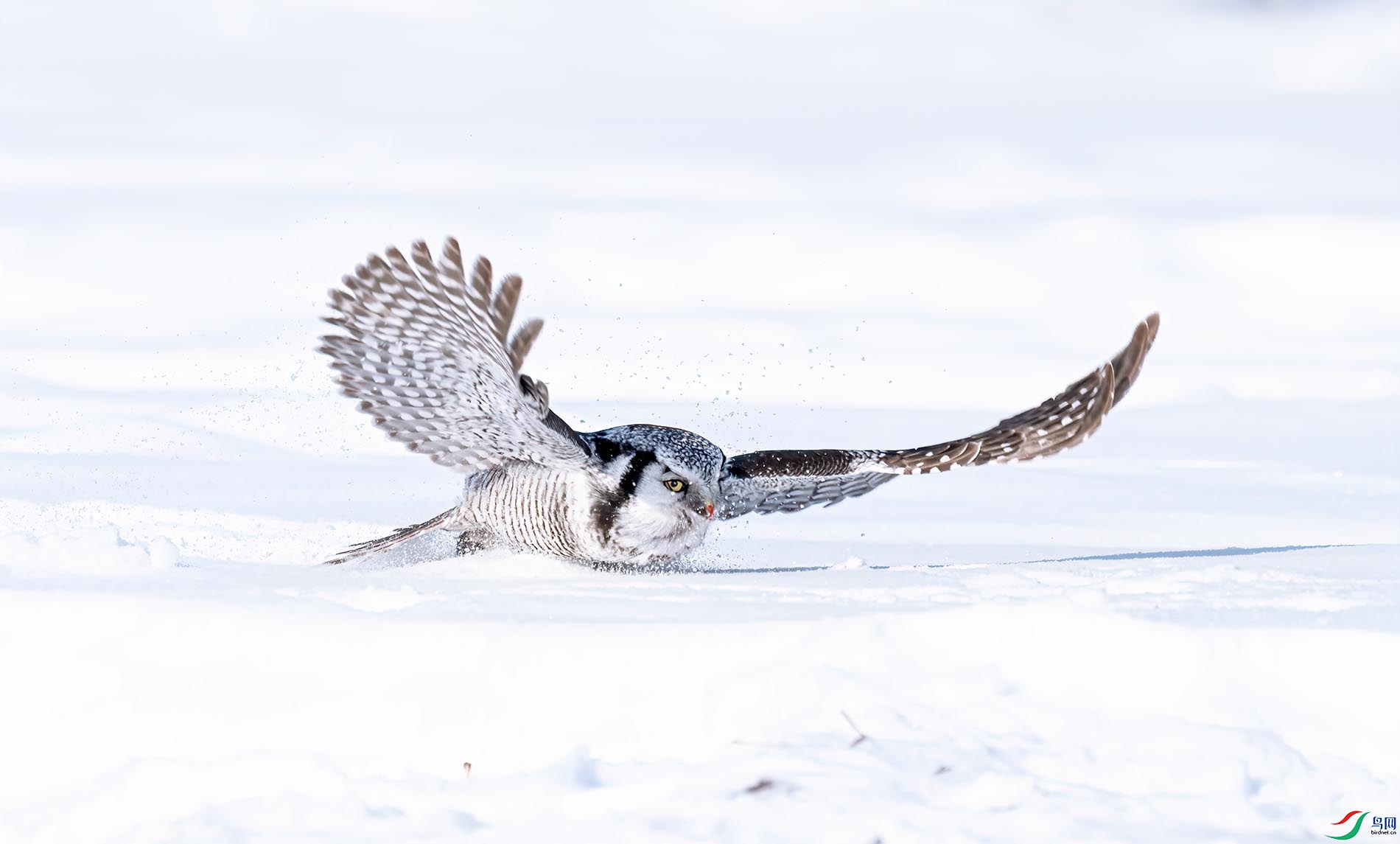 �ֺ�ѩԭ׷���飬�����غ������^��������ʯ���������ʵ