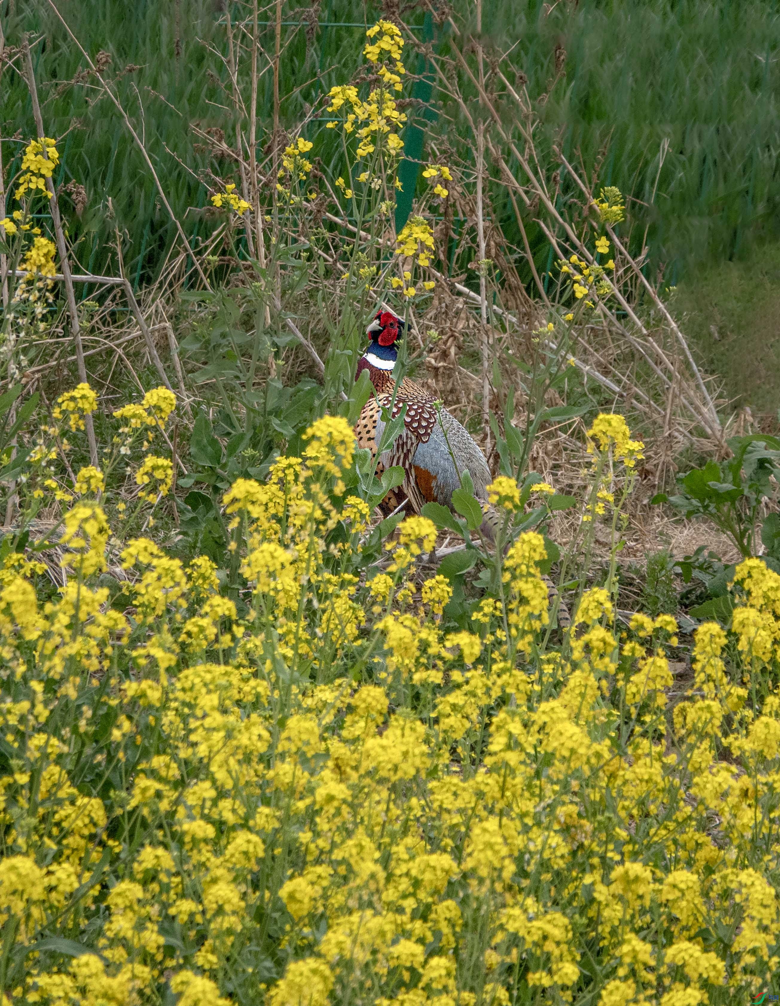 DSC01315 ����.jpg