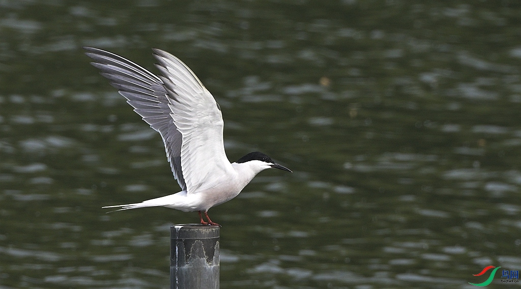 DSC_1756.JPG