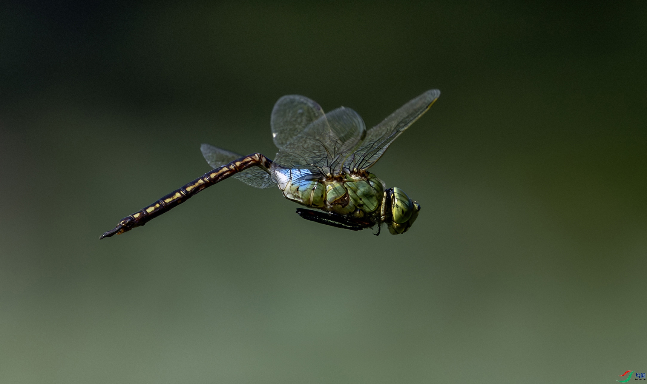 5N2A9674-1 ���� 2.jpg
