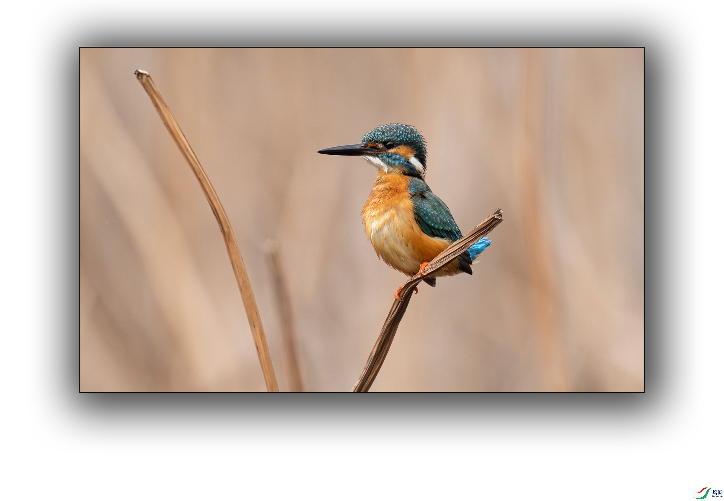 DSC_8613-1.jpg