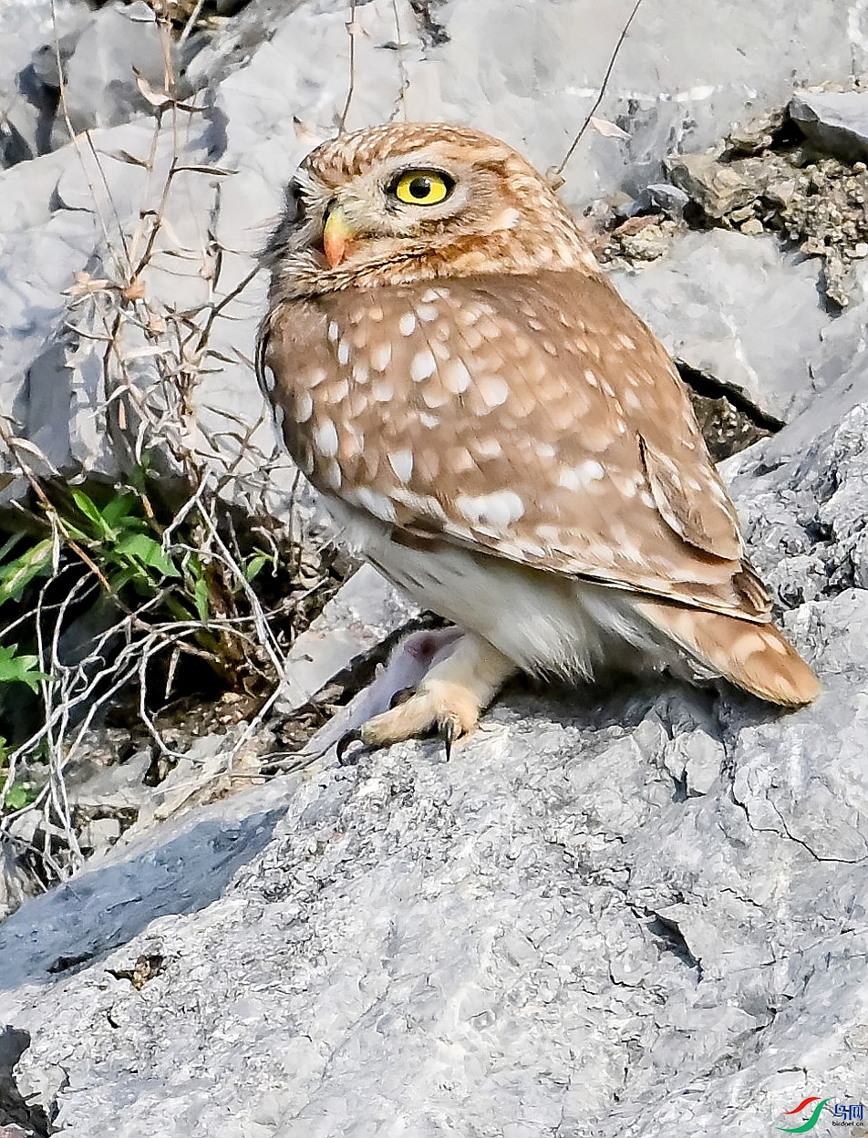 DSC_6247����.jpg