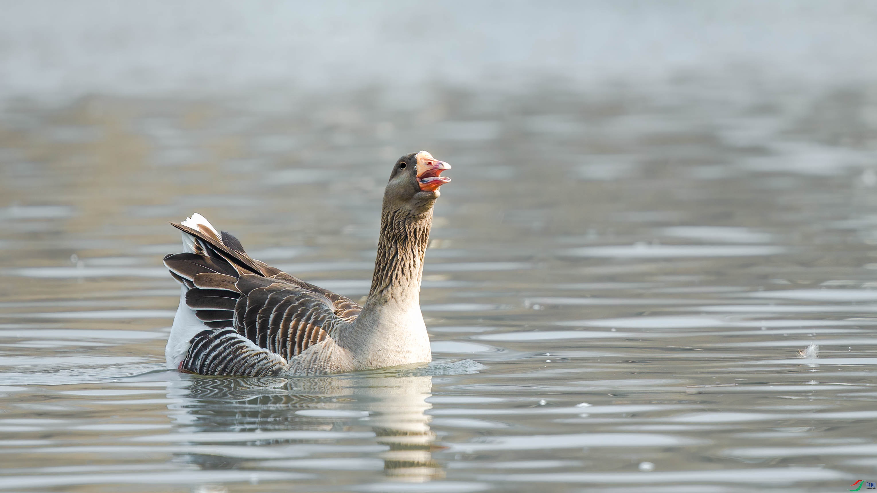 AQ4P7597-1.jpg