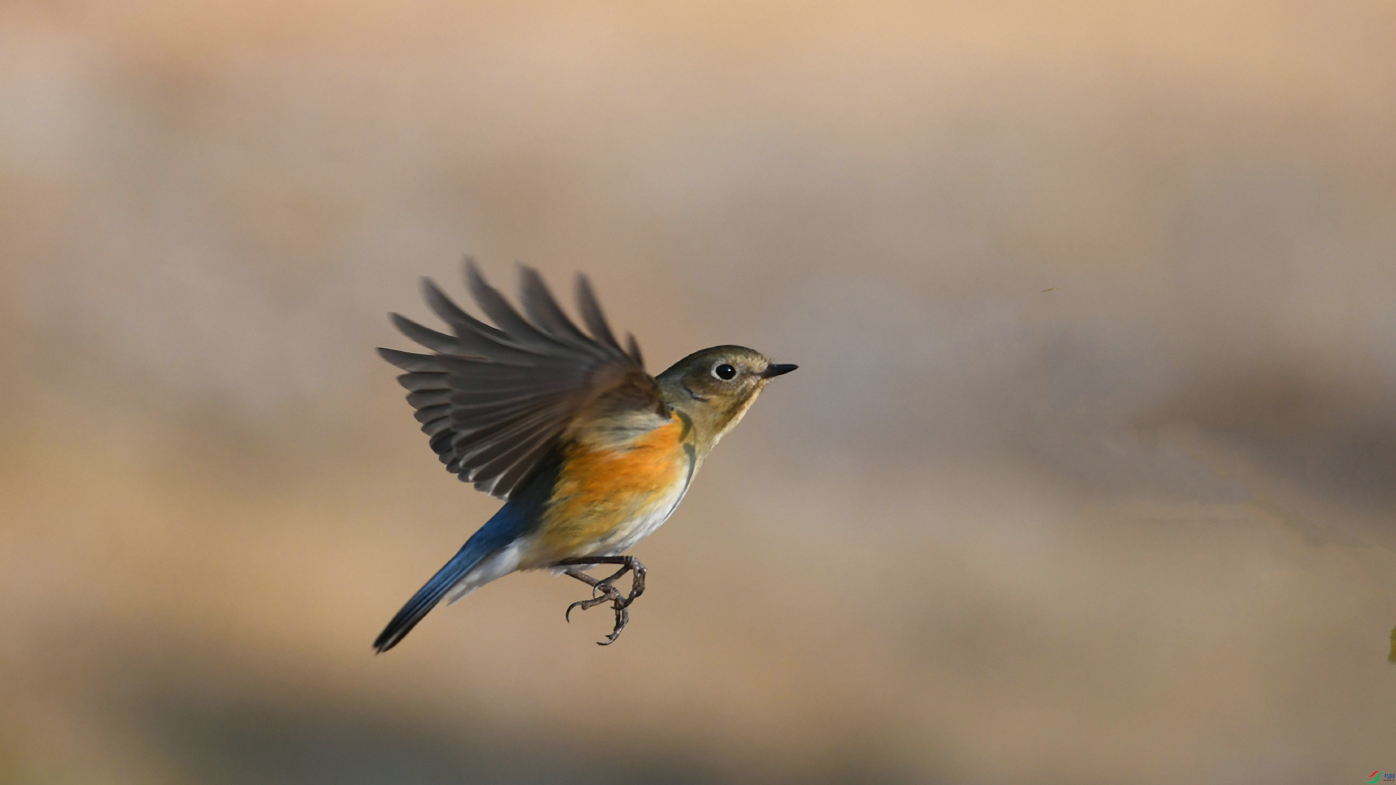 DSC_1194.JPG