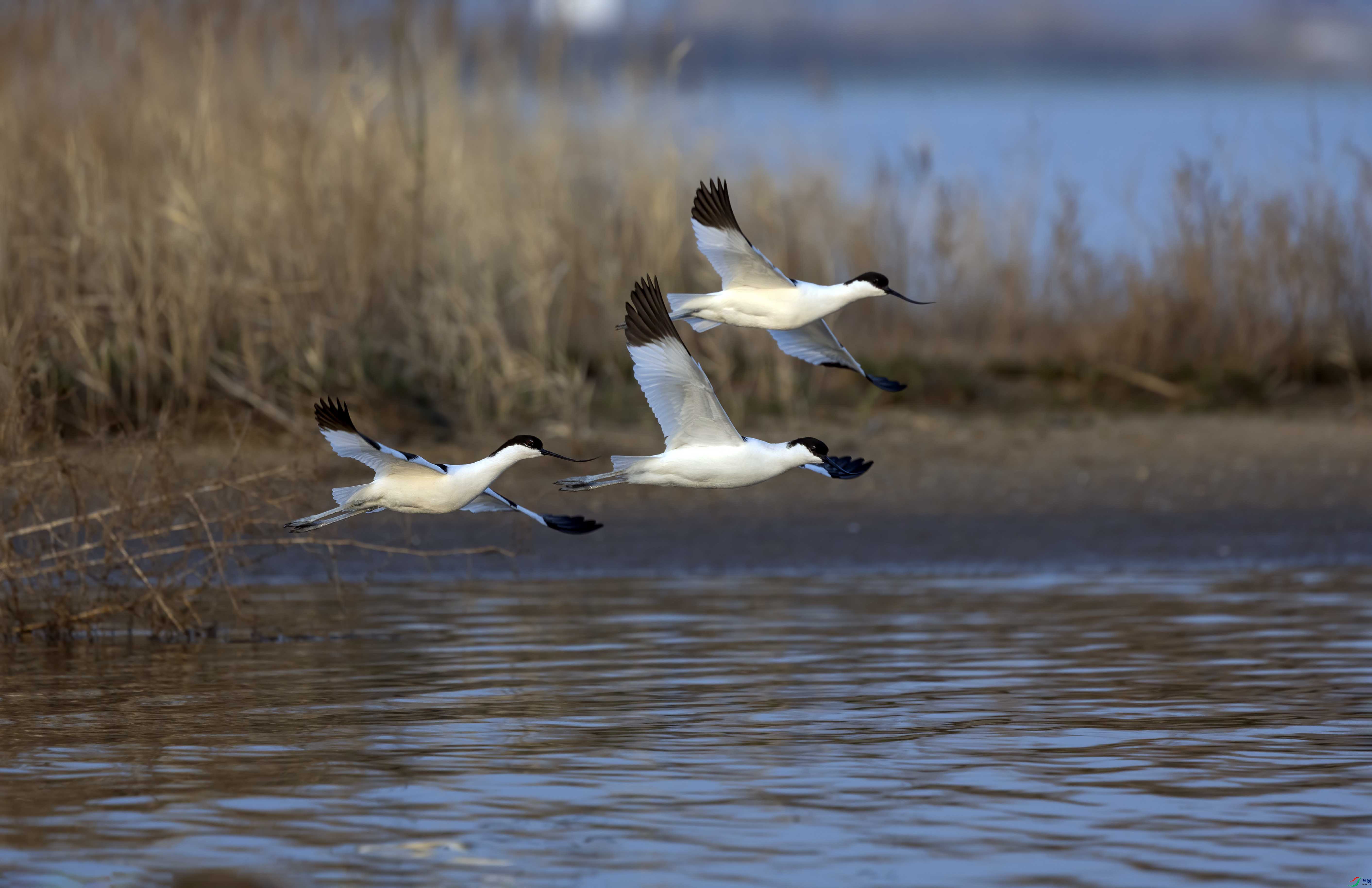 018A4009.jpg